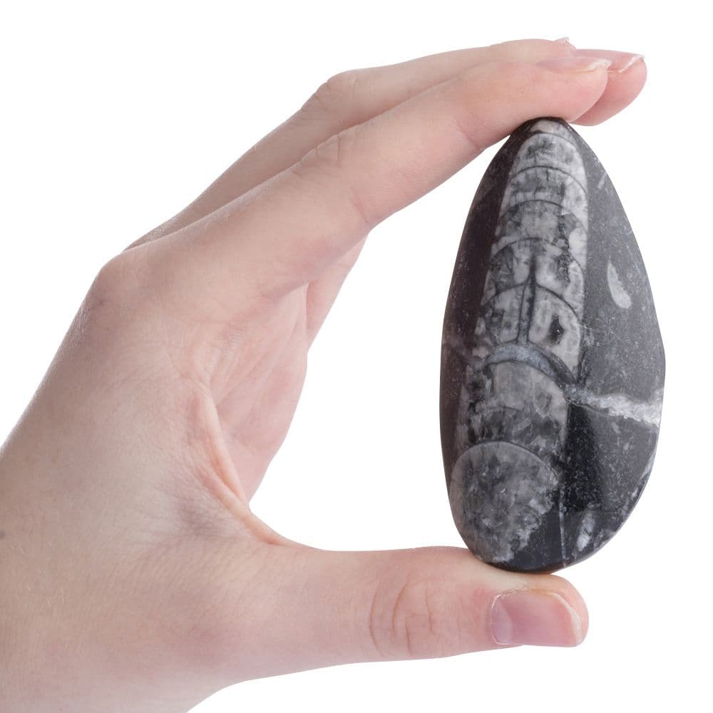Gift Boxed Orthoceras Fossil with Information Card (SINGLE UNIT) - Image 2