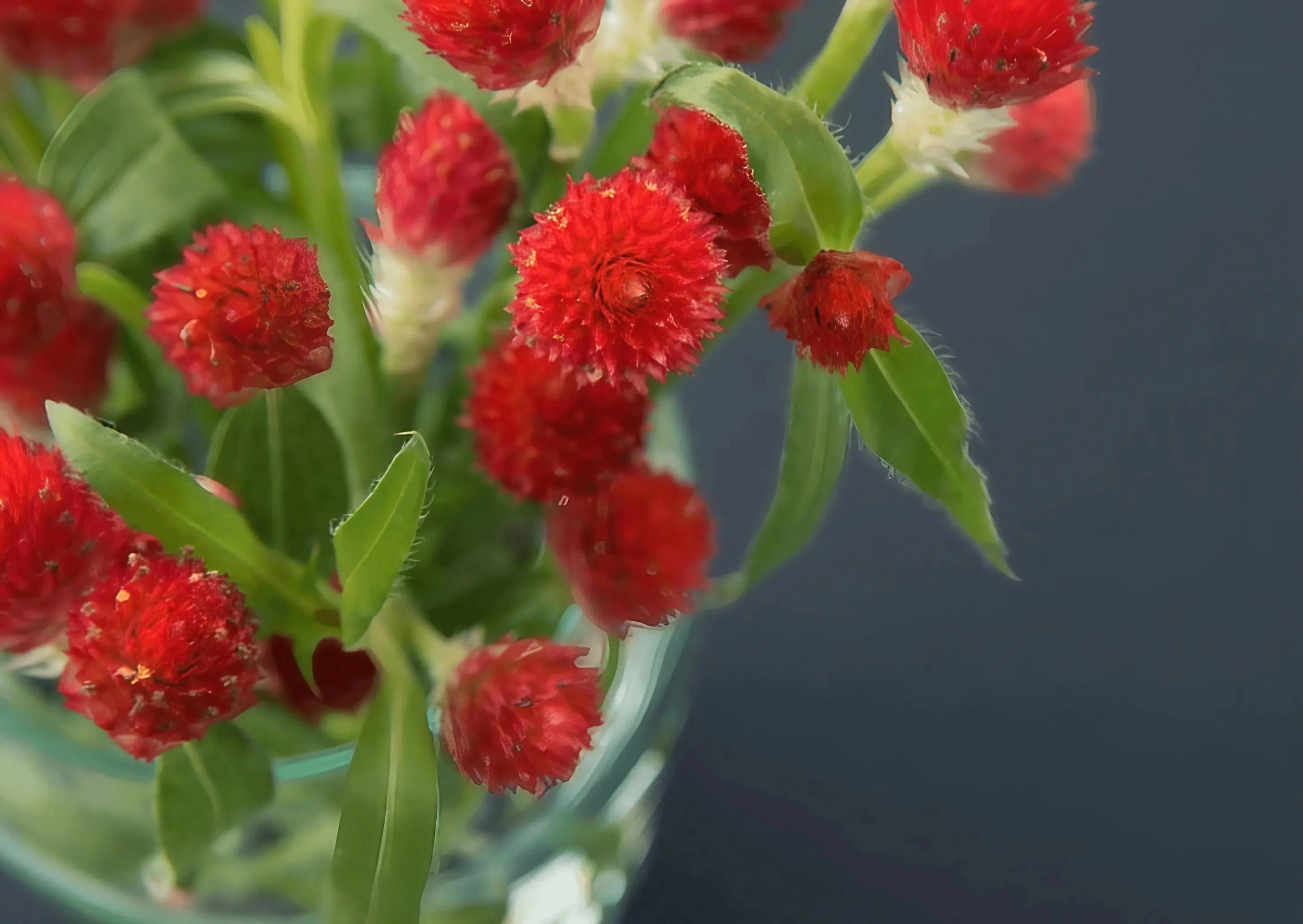 Gomphrena Strawberry Fields - Image 2