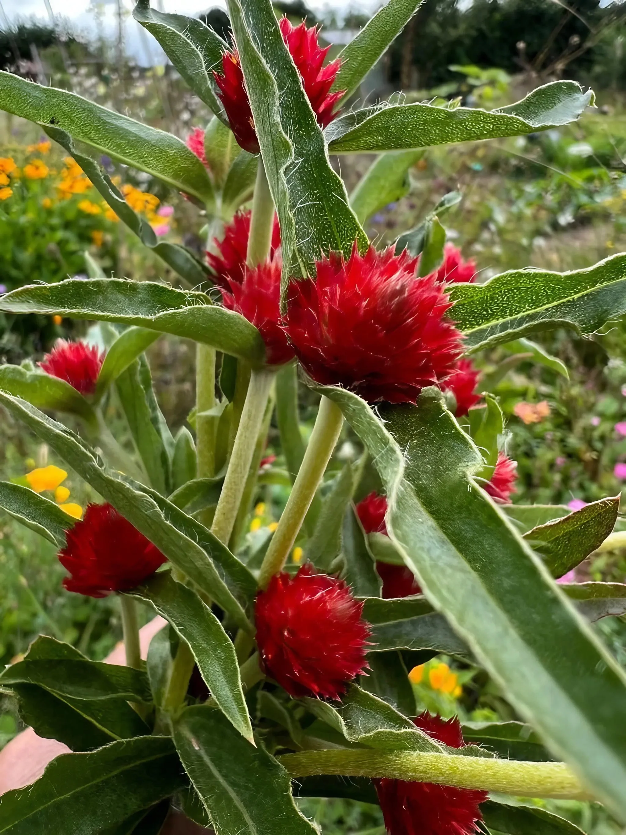 Gomphrena Strawberry Fields - Image 3