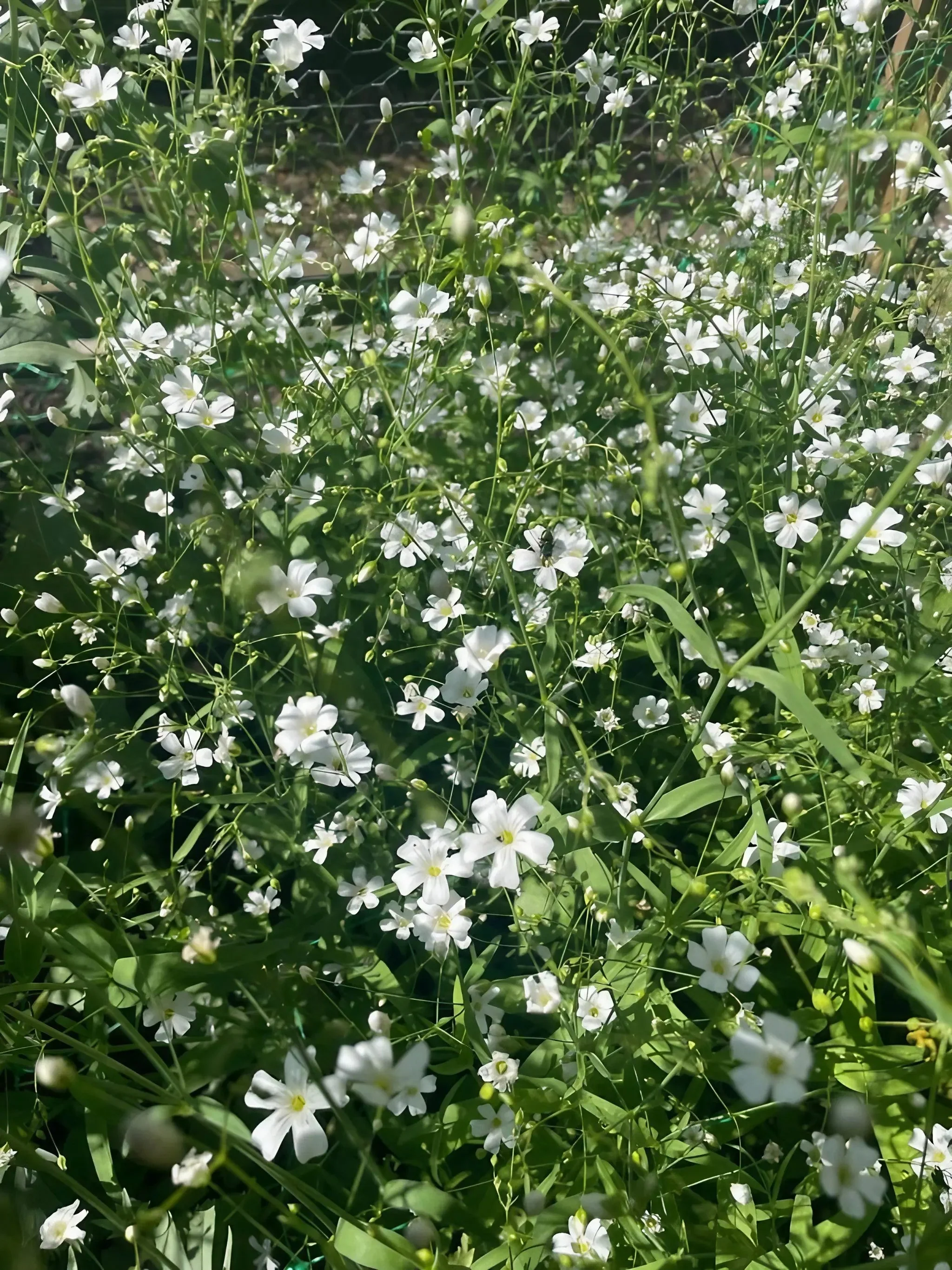 Gypsophila elegans Covent Garden - Image 10