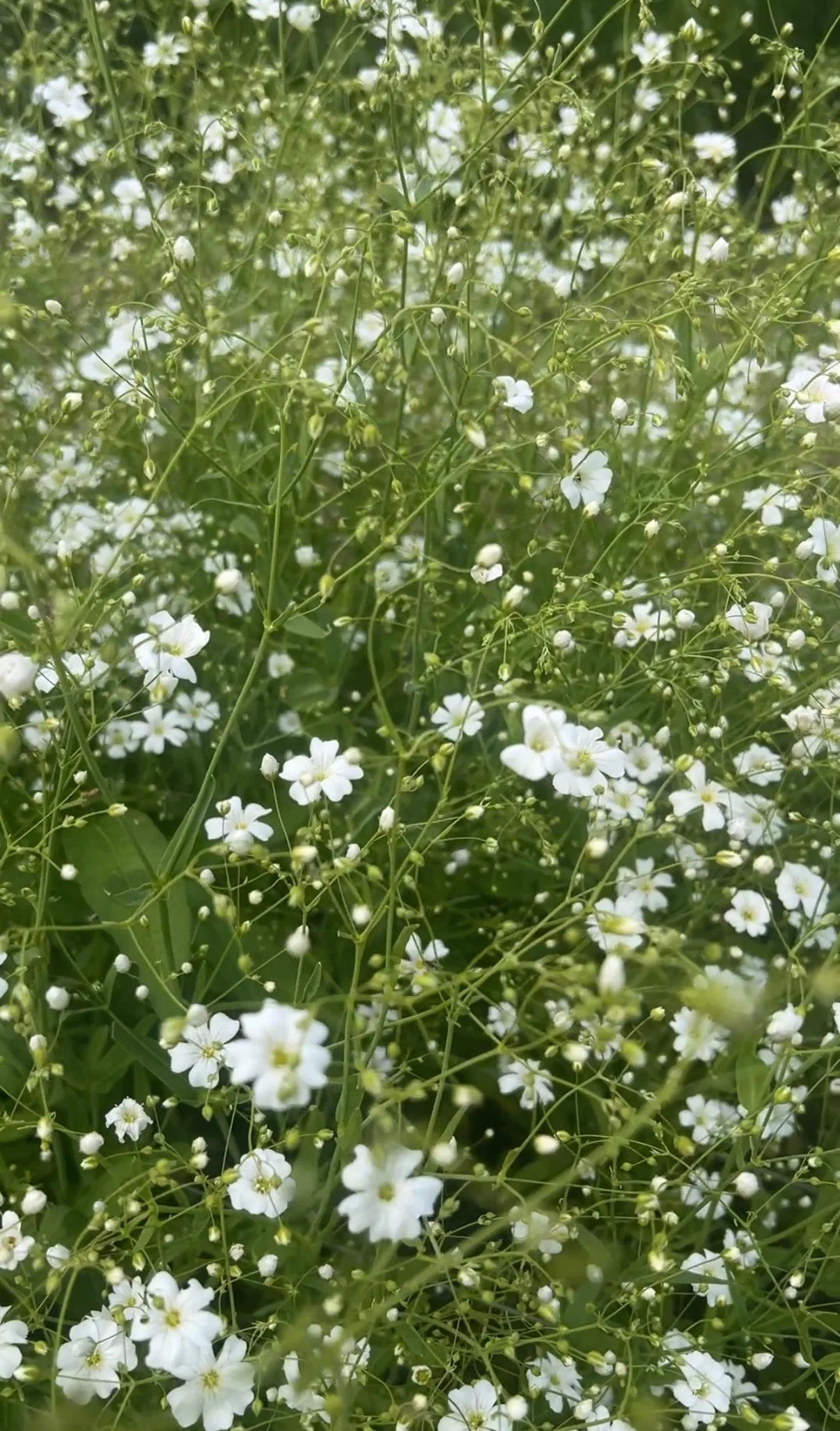Gypsophila elegans Covent Garden - Image 11