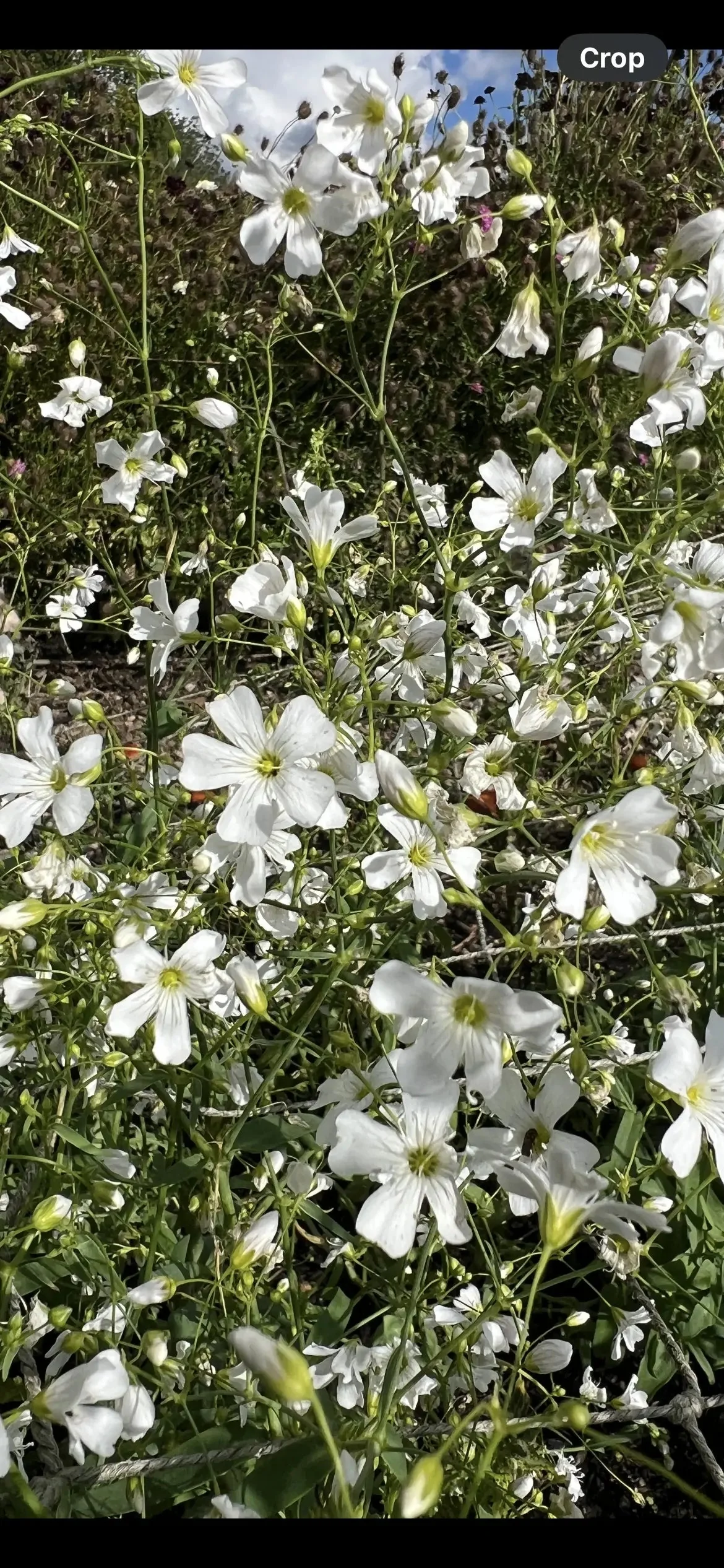 Gypsophila elegans Covent Garden - Image 8