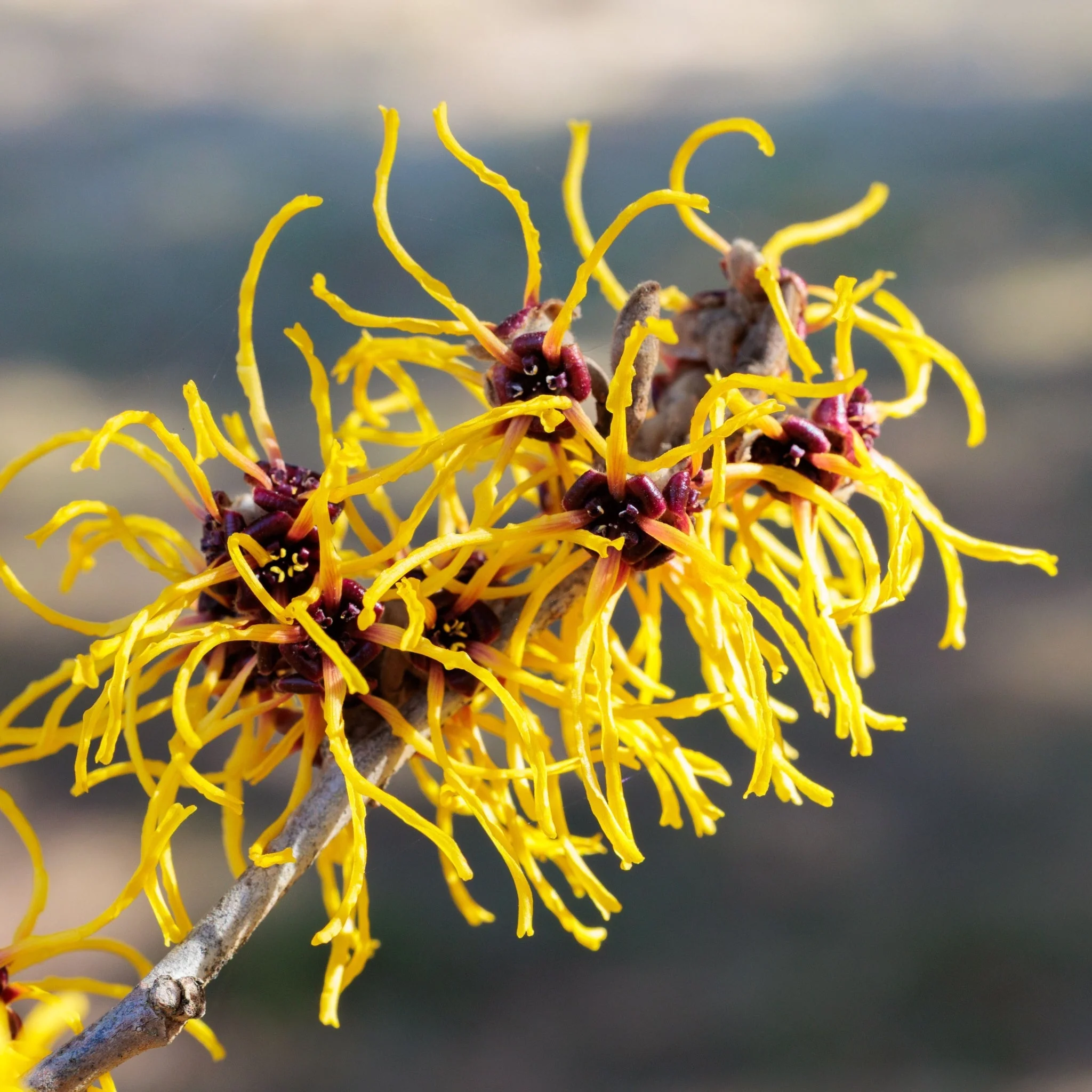 Hamamelis x intermedia 'Barmstedt Gold' 2L (40-50cm) - Image 2