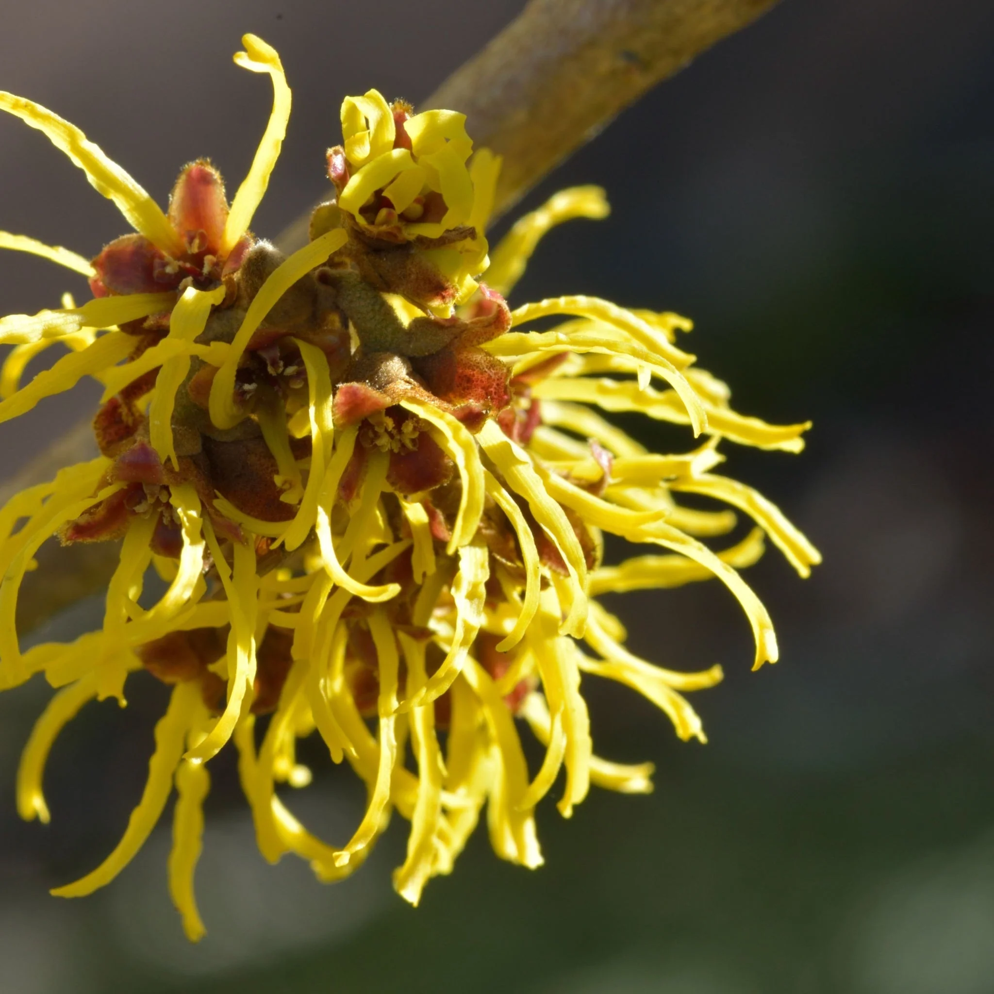 Hamamelis x intermedia 'Westerstede' 2L (40-50cm) - Image 2