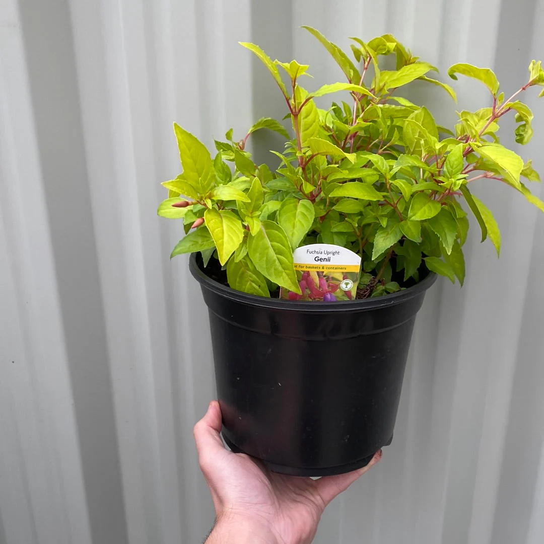 Hardy Fuchsia 'Genii' 9cm / 2L - Image 2
