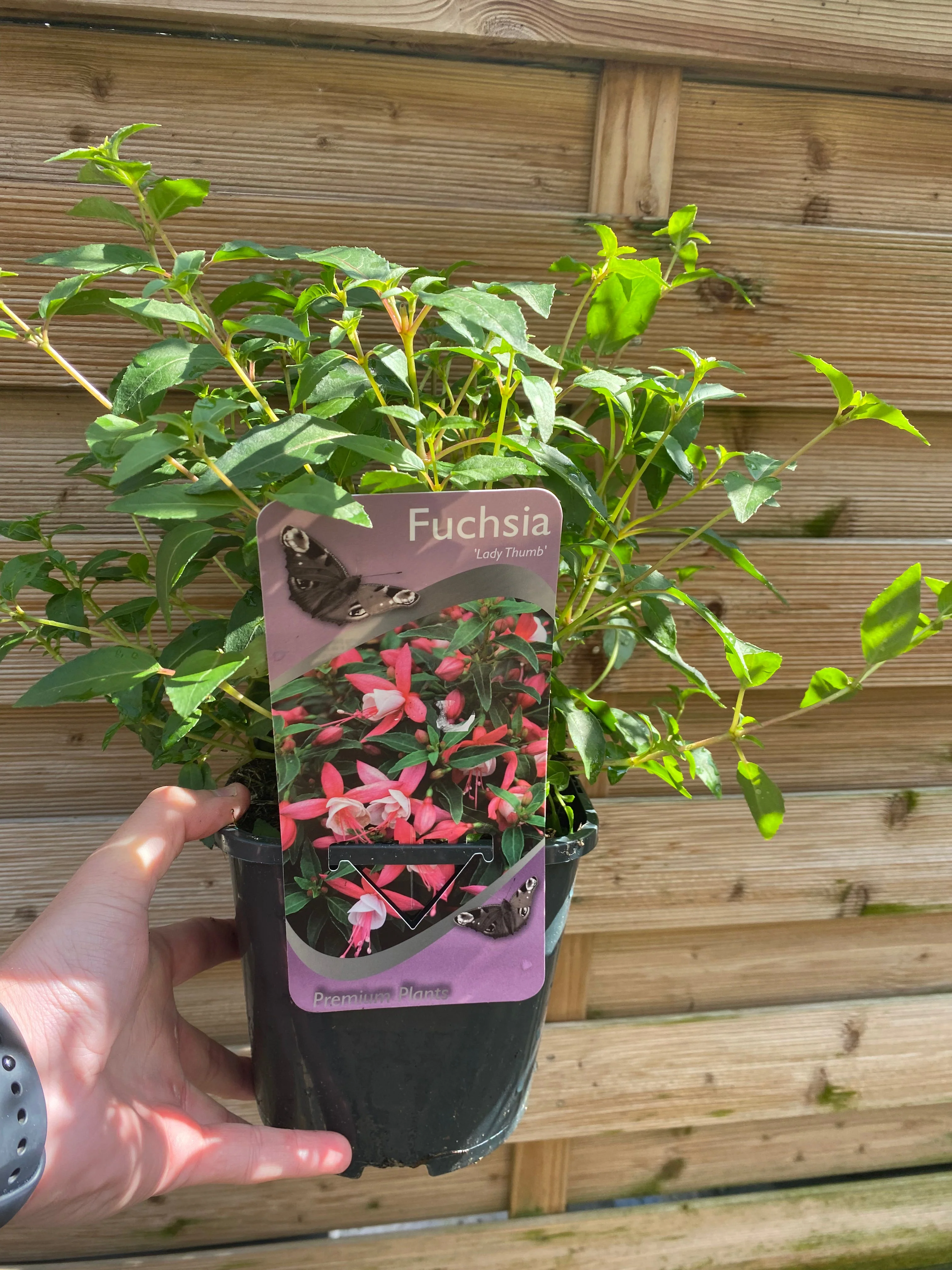 Hardy Fuchsia 'Lady Thumb' 9cm / 2L - Image 2