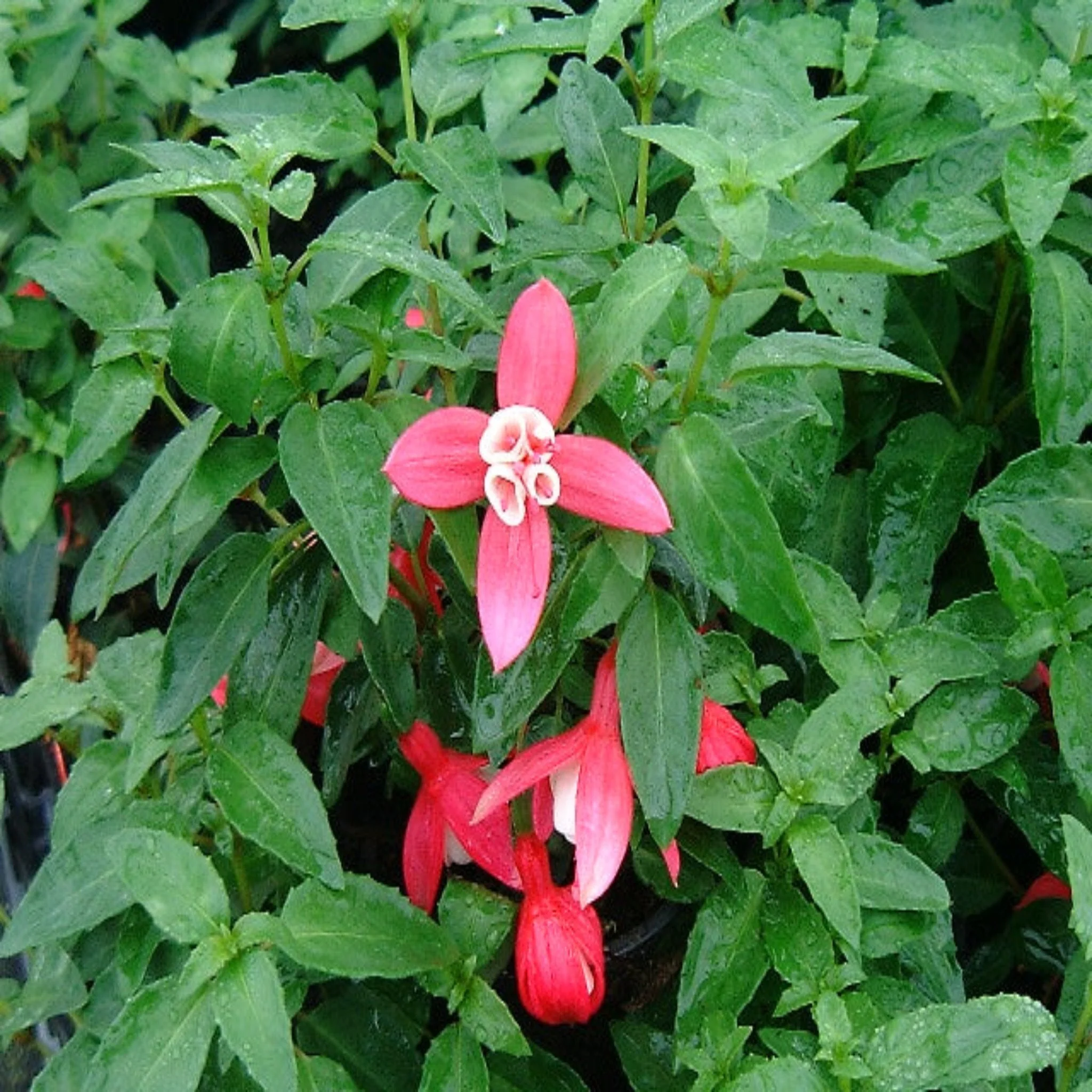 Hardy Fuchsia 'Lady Thumb' 9cm / 2L - Image 4