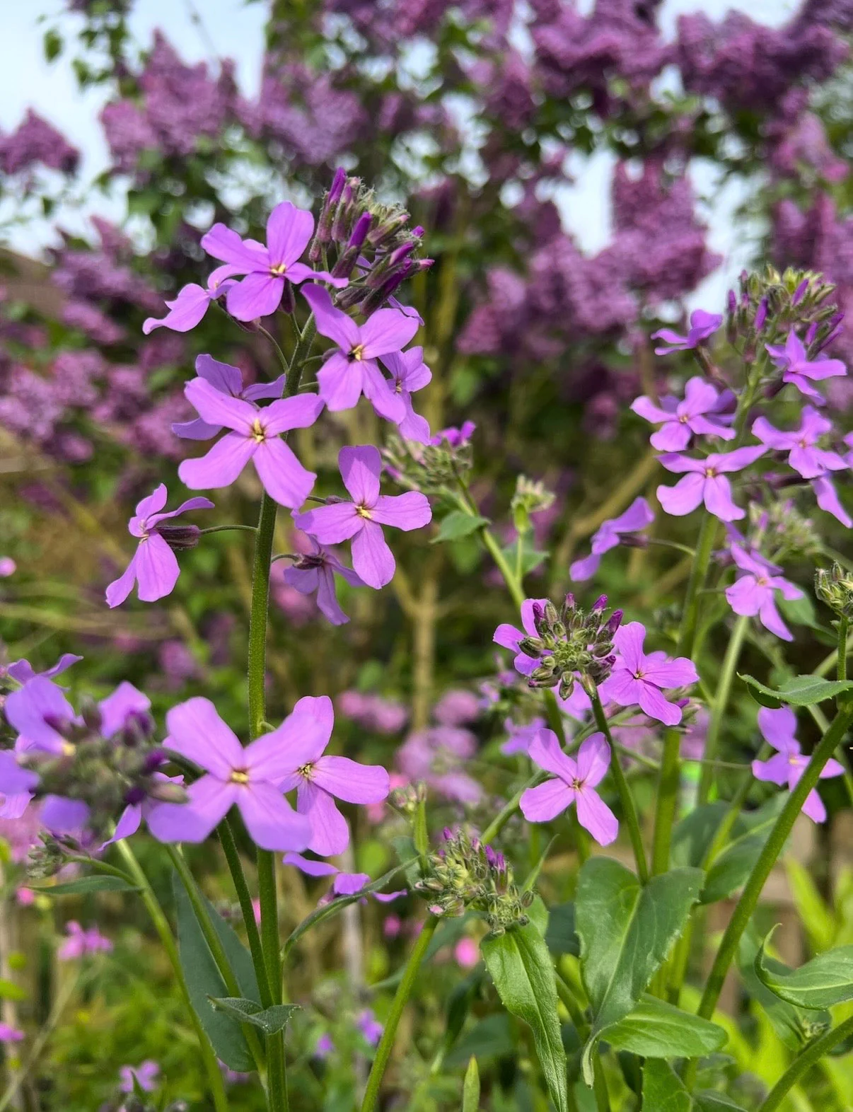 Hesperis matronalis Purple (Sweet Rocket) - Image 15