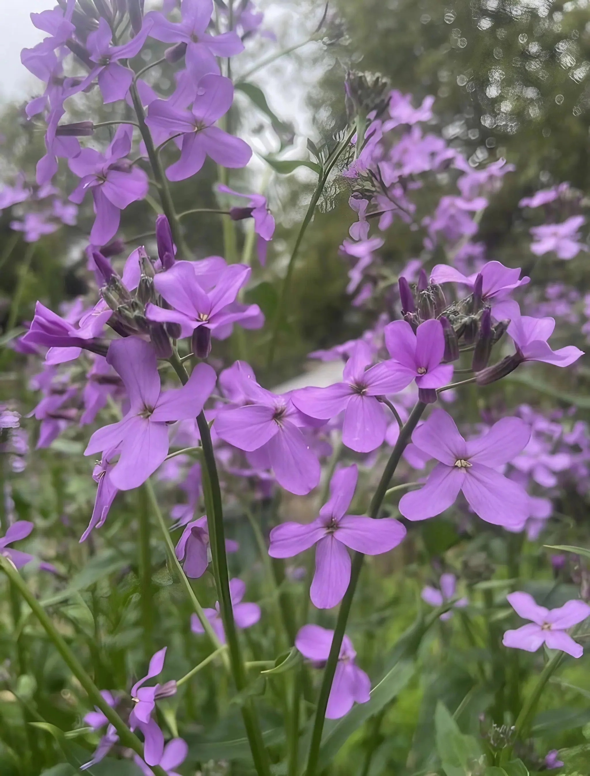 Hesperis matronalis Purple (Sweet Rocket) - Image 4