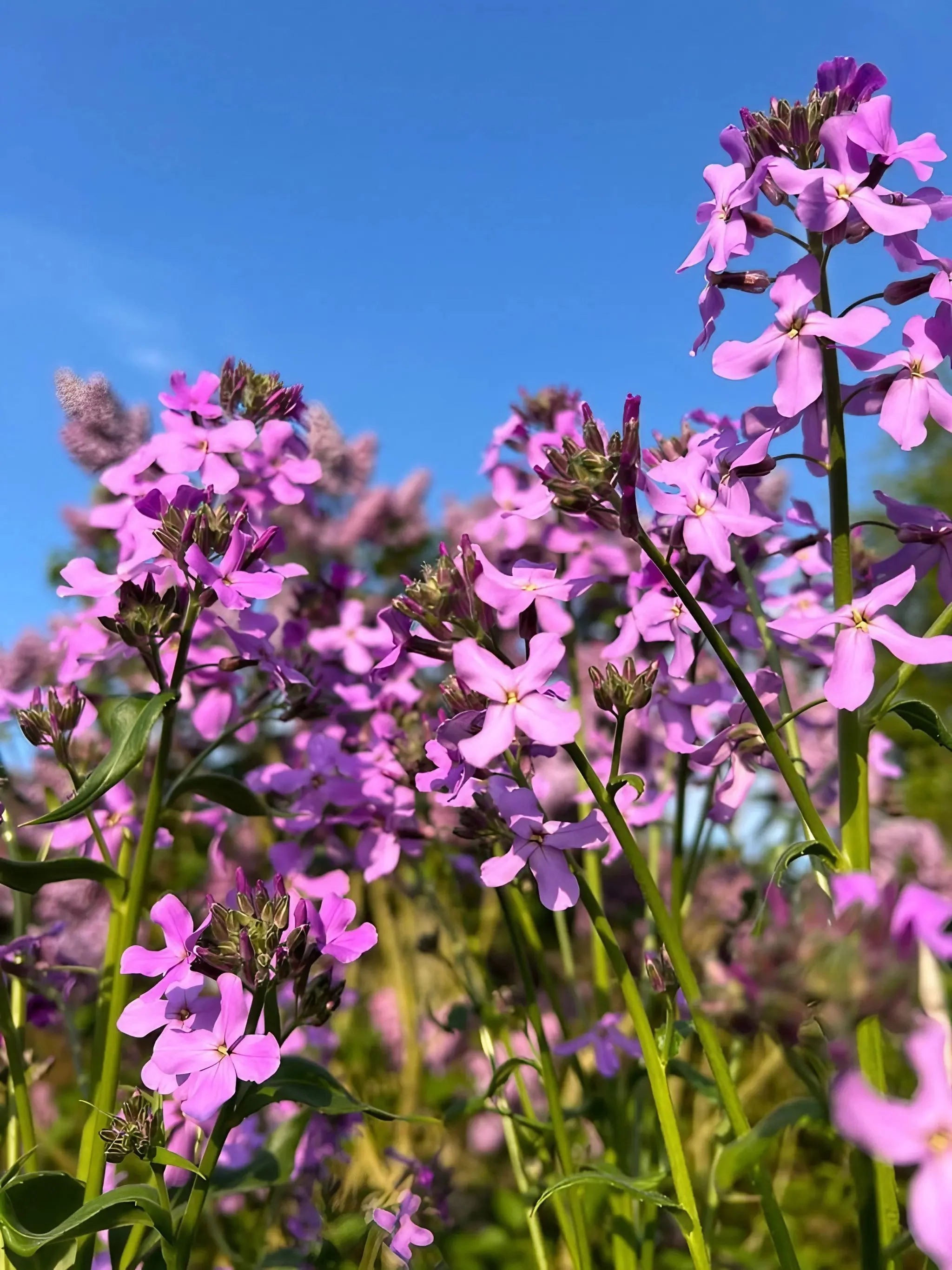 Hesperis matronalis Purple (Sweet Rocket) - Image 5