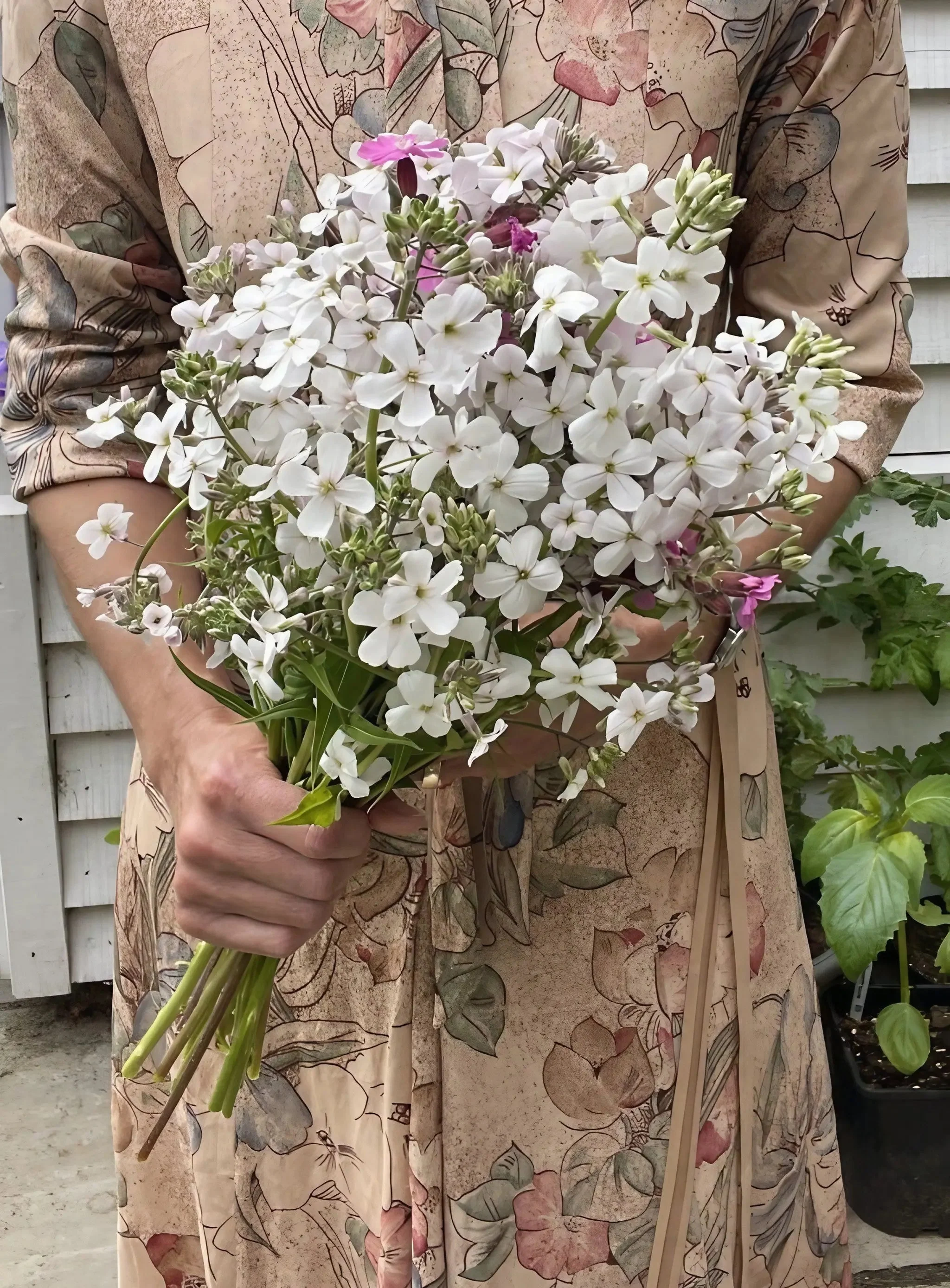 Hesperis matronalis White (Sweet Rocket)