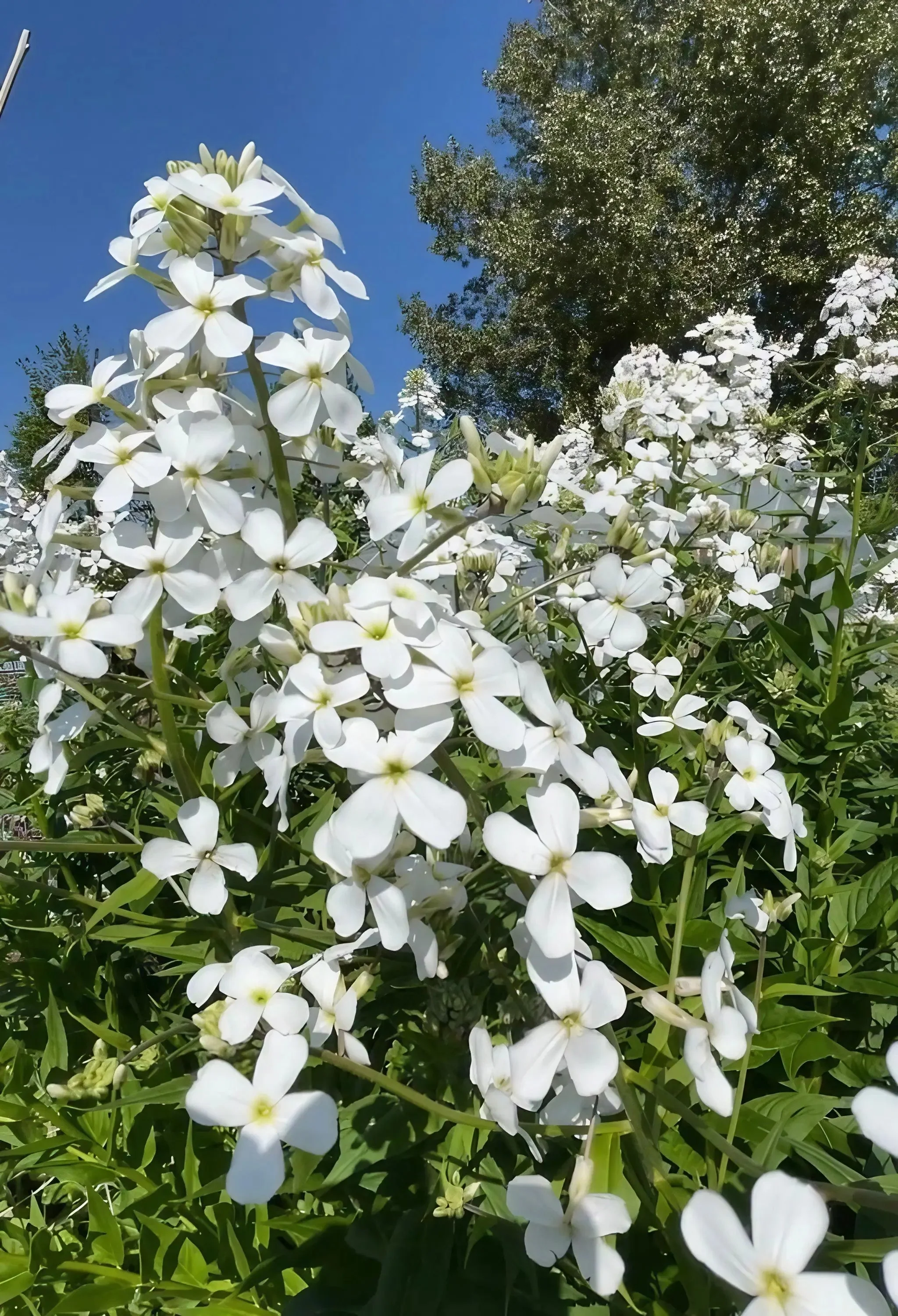 Hesperis matronalis White (Sweet Rocket) - Image 2