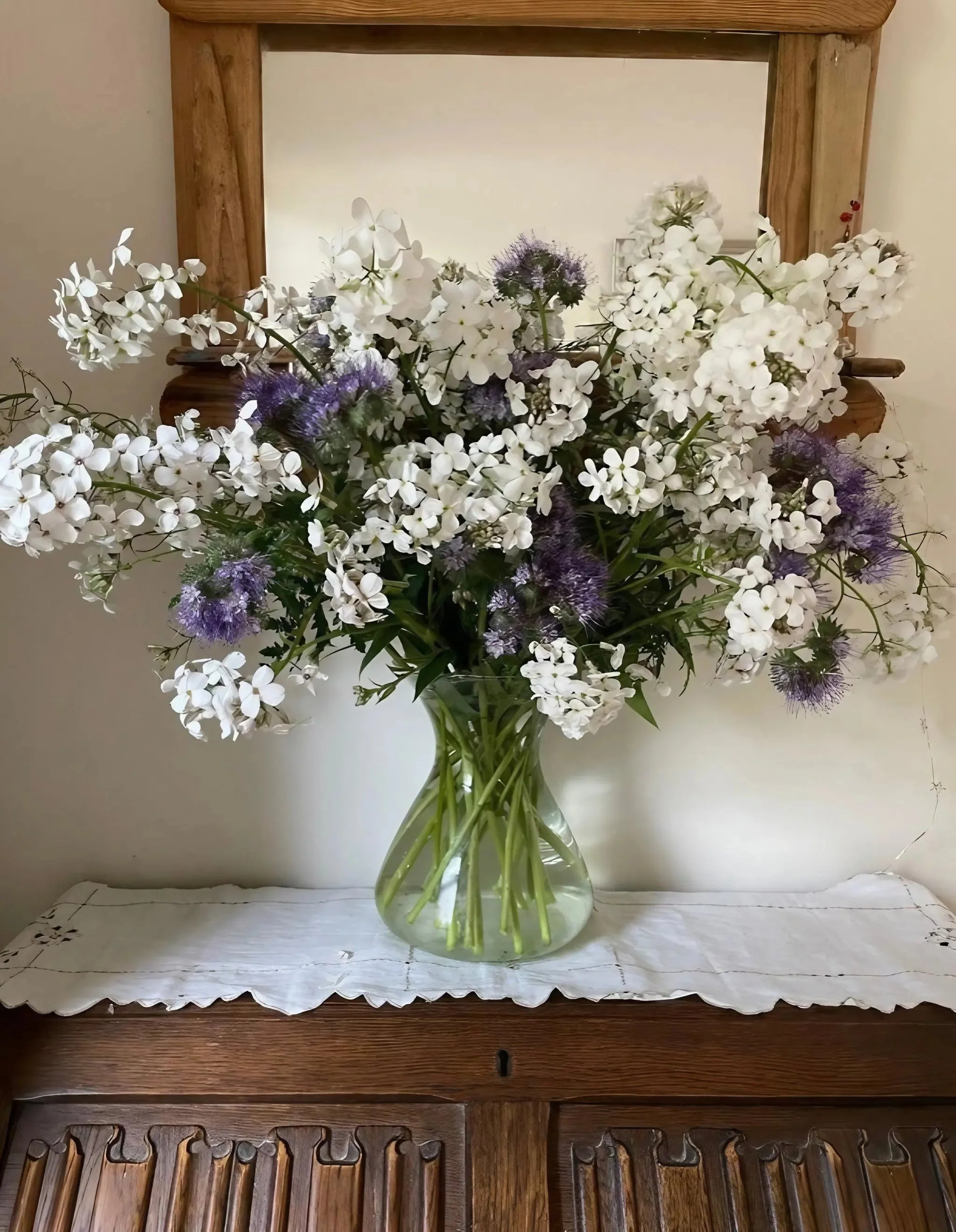 Hesperis matronalis White (Sweet Rocket) - Image 4