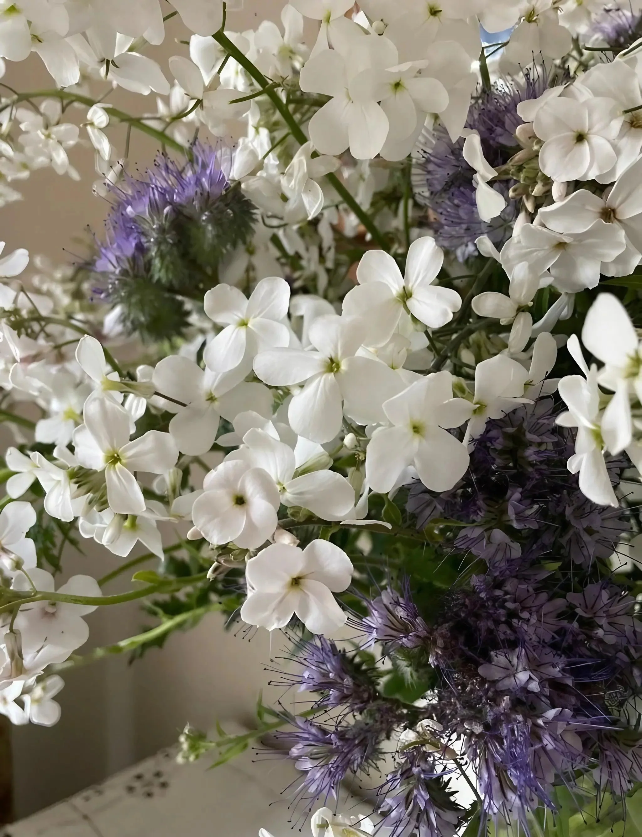 Hesperis matronalis White (Sweet Rocket) - Image 5