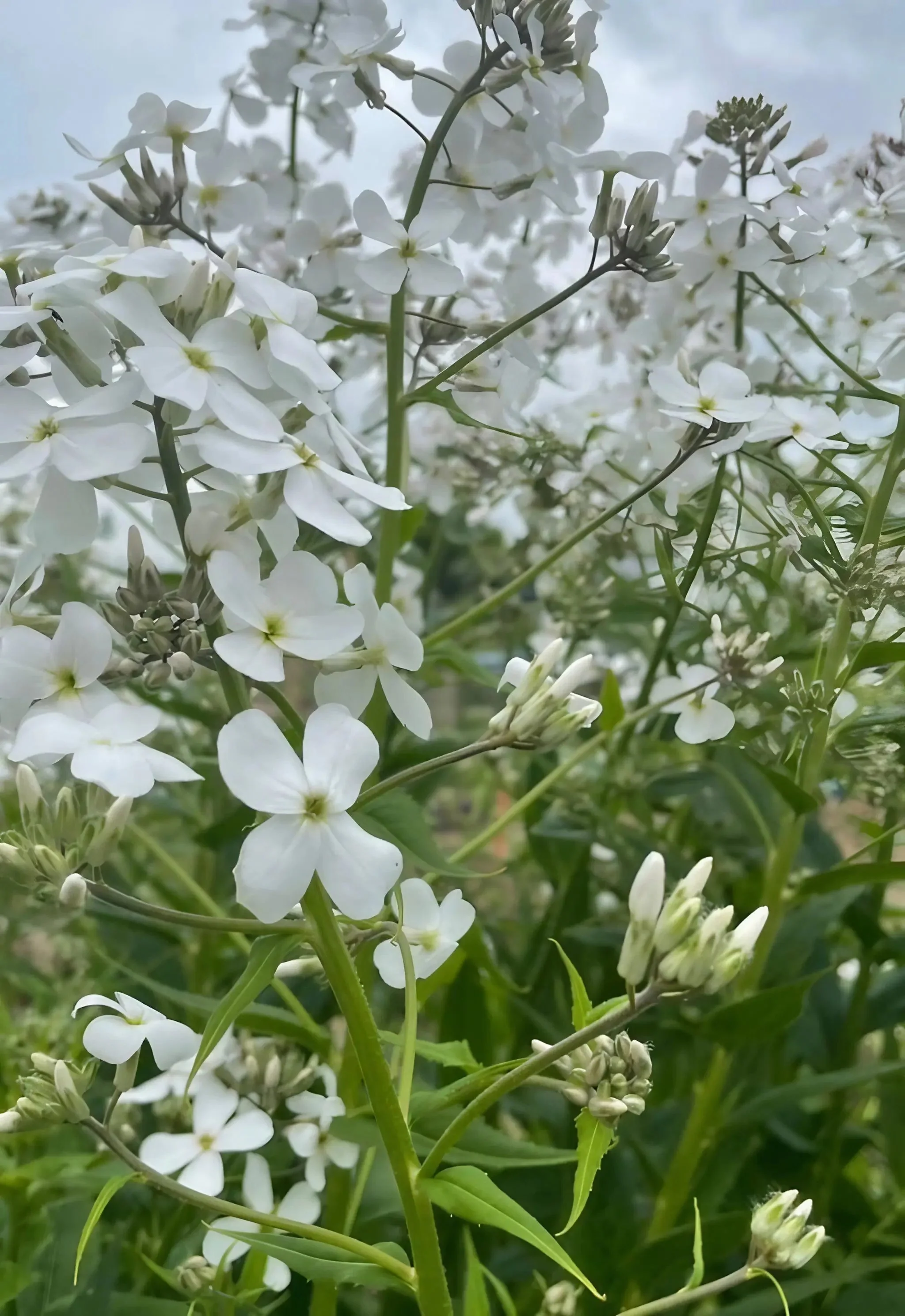 Hesperis matronalis White (Sweet Rocket) - Image 7