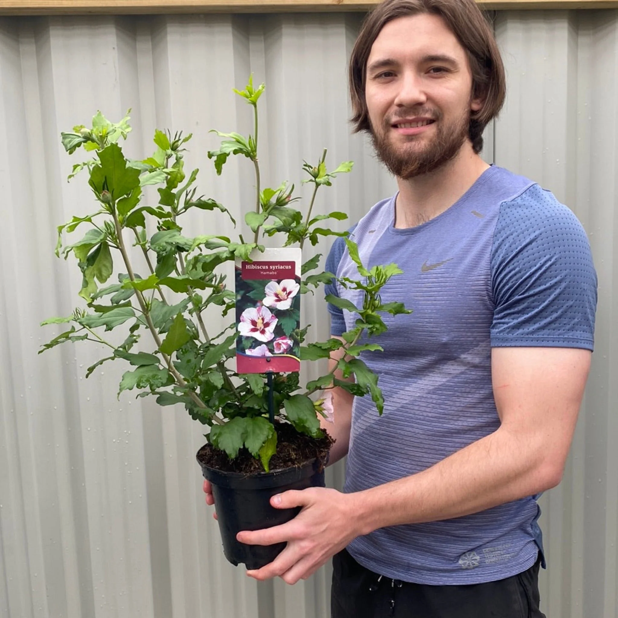 Hibiscus Syriacus 'Hamabo' 2L - Image 2