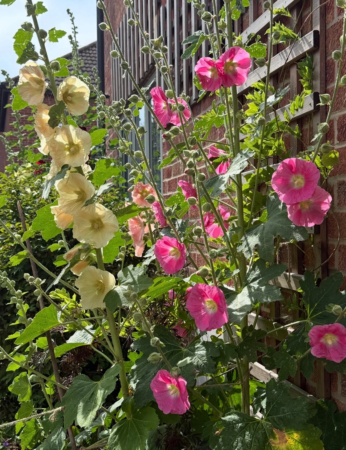 Hollyhock Bishy Barnabee Mix - Image 2