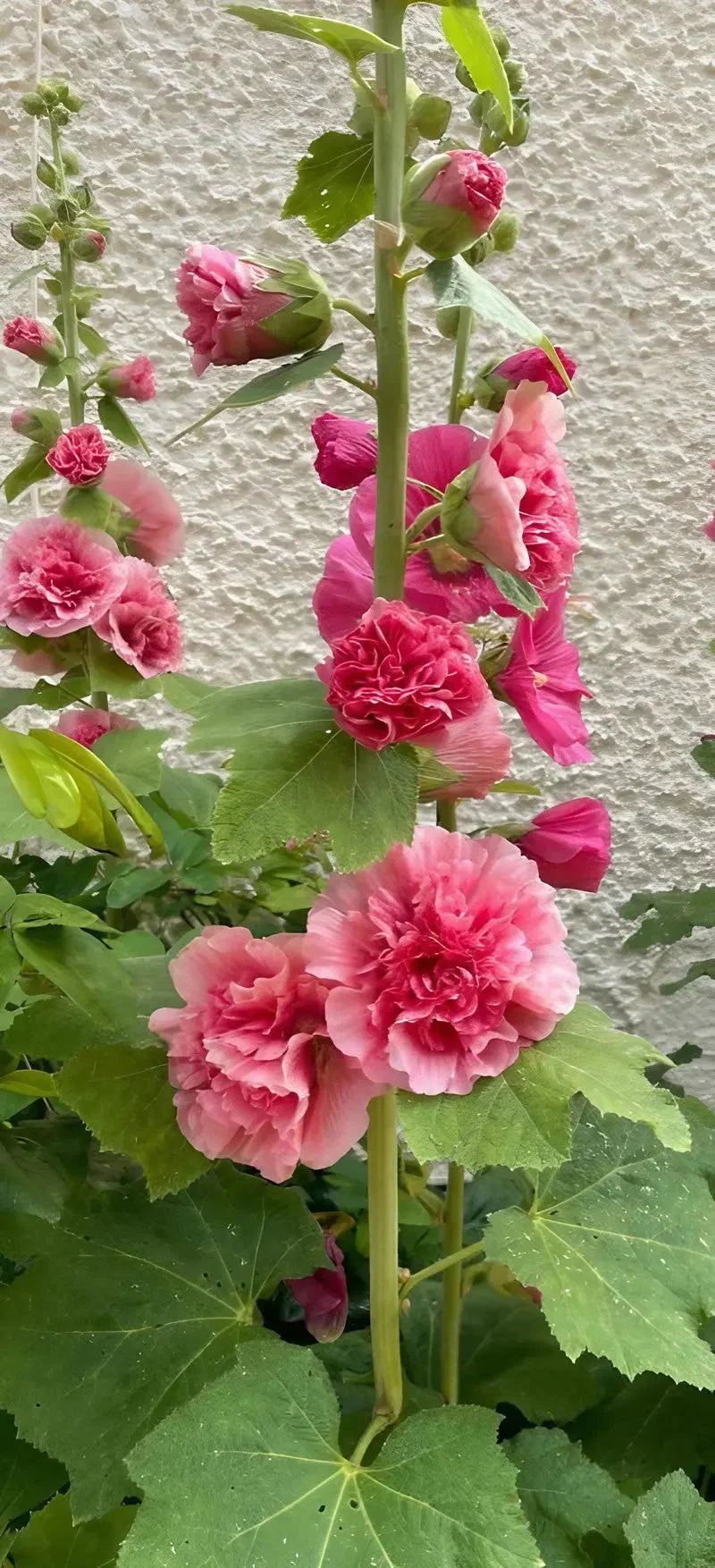 Hollyhock Bishy Barnabee Mix - Image 4