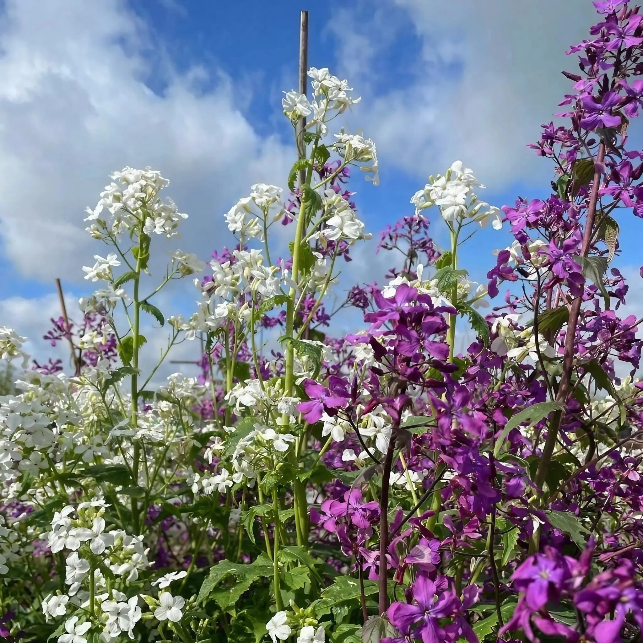 Honesty (Lunaria Annua) Mixed - Image 8