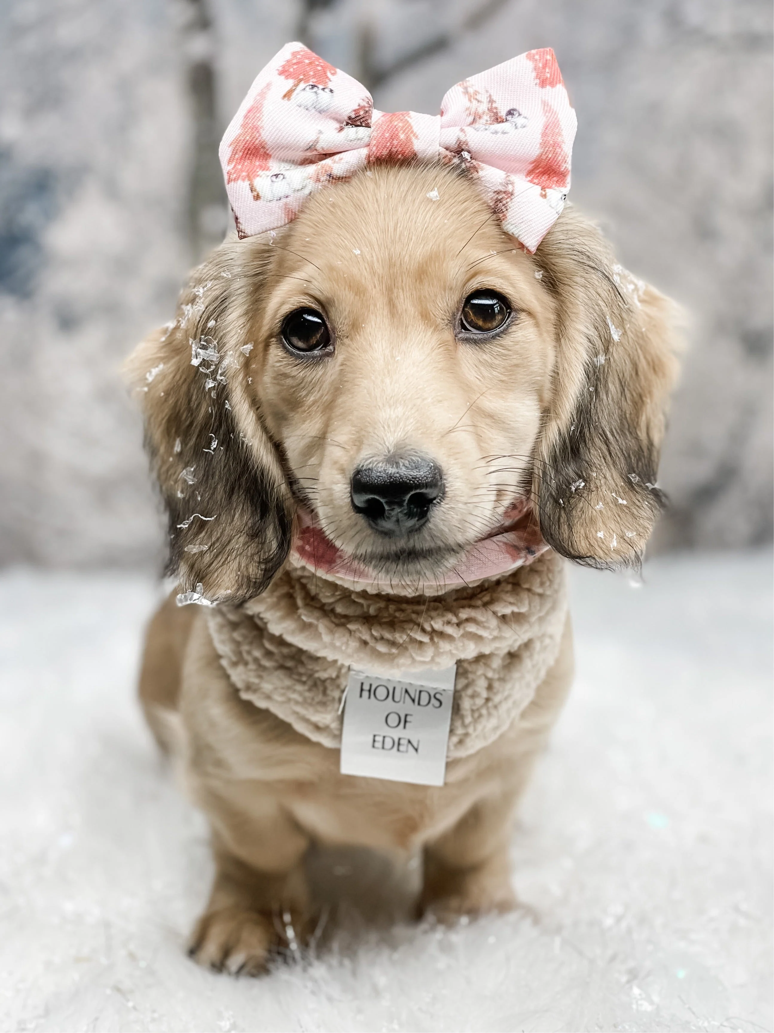Arctic Wonderland Dog Snood - Image 15