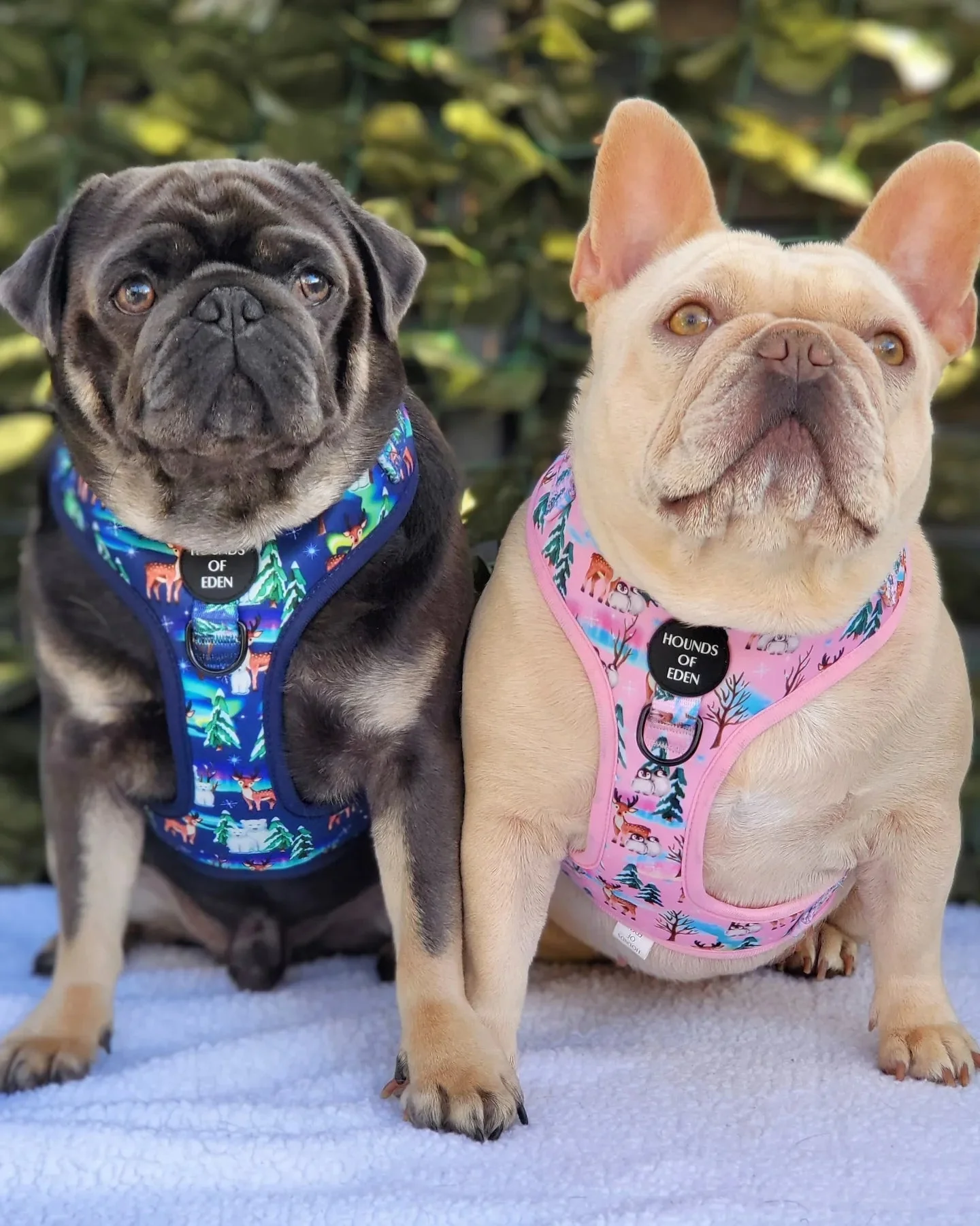 Aurora Nights - Pink Penguin Design Dog Harness - Image 19