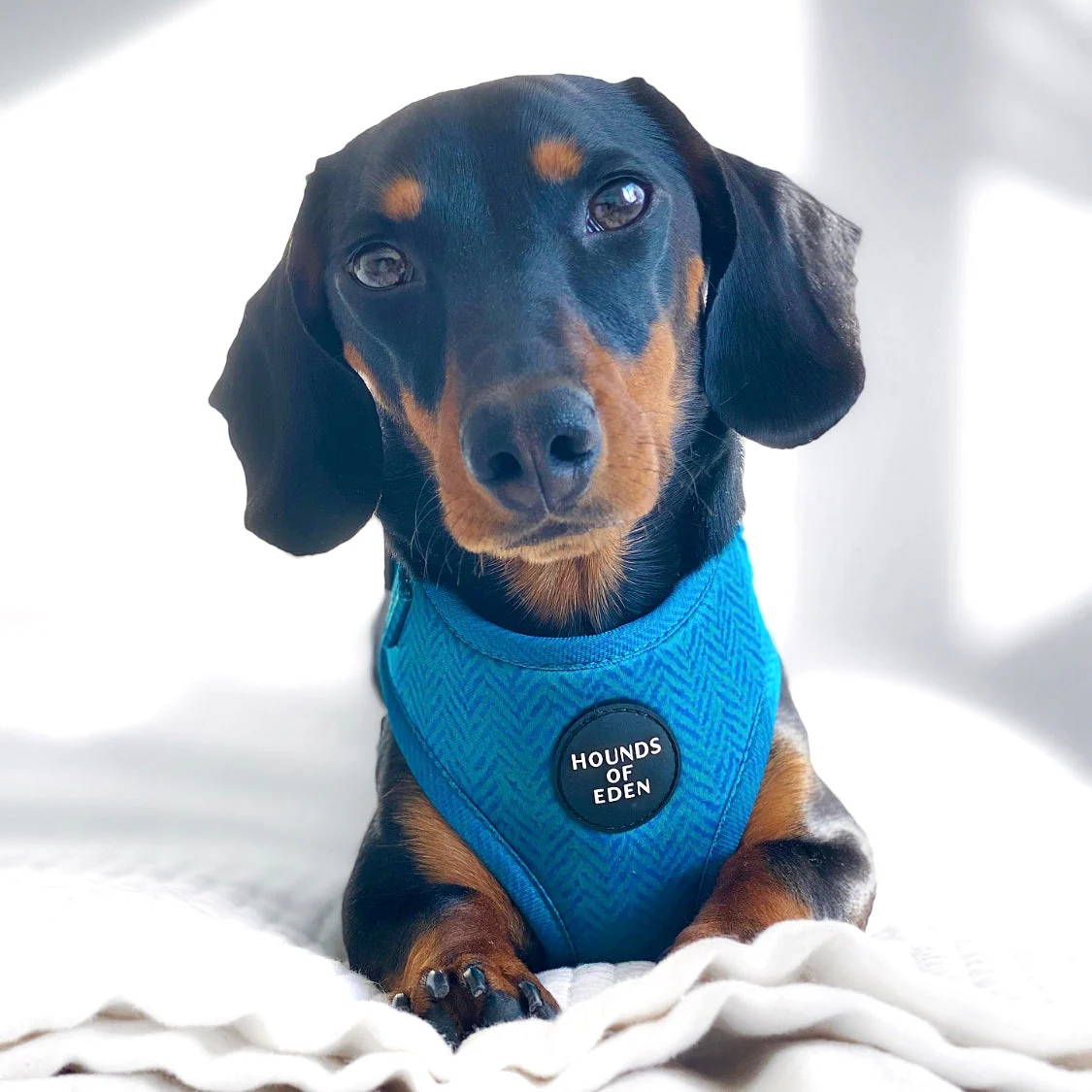 'Bruce' - Blue & Teal Herringbone Dog Harness - Image 3