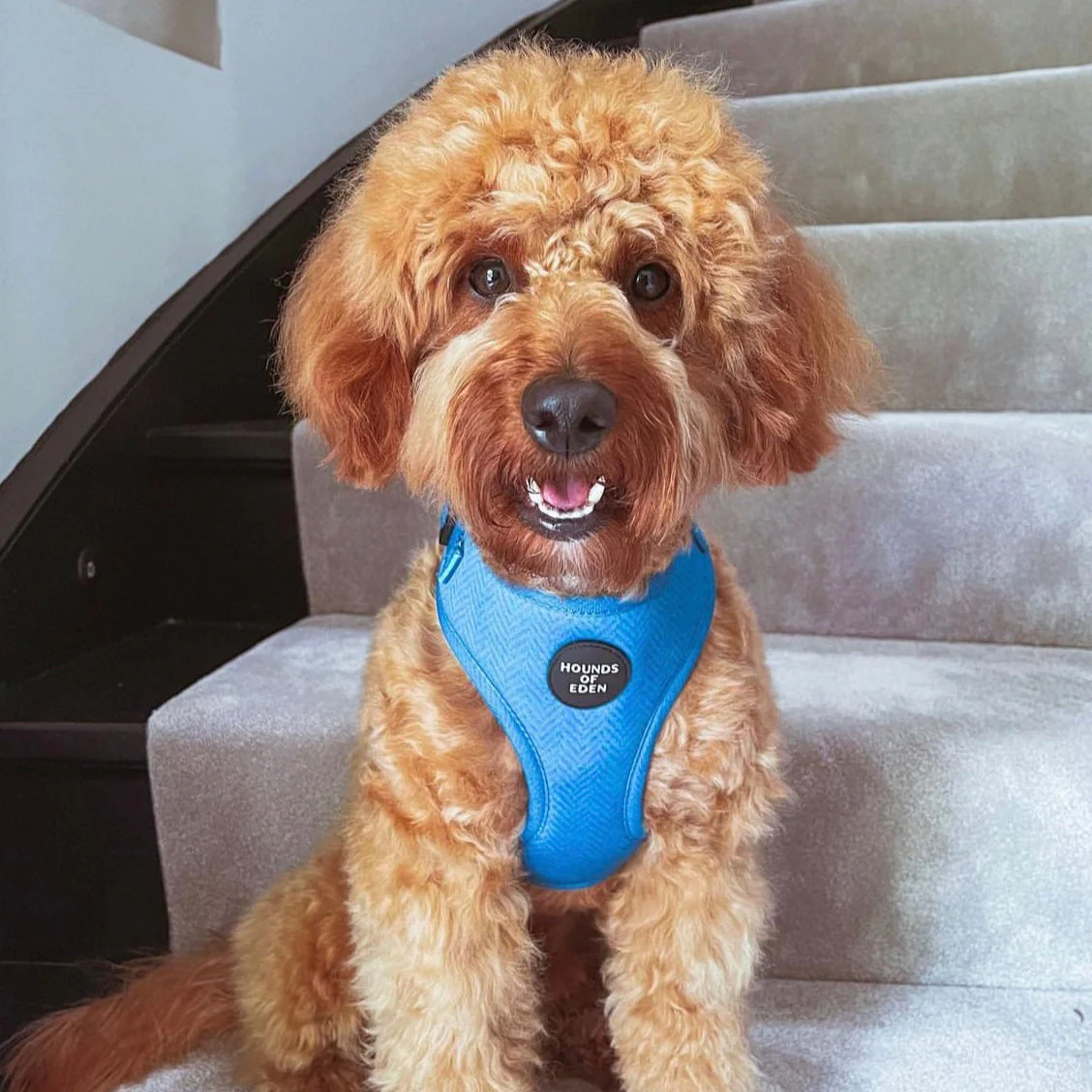 'Bruce' - Blue & Teal Herringbone Dog Harness - Image 4