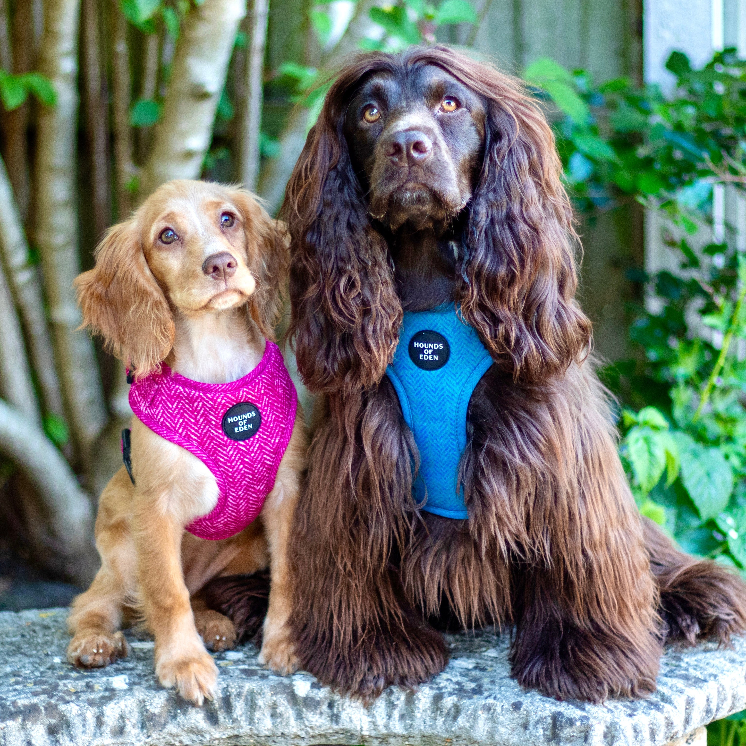 'Bruce' - Blue & Teal Herringbone Dog Harness - Image 5