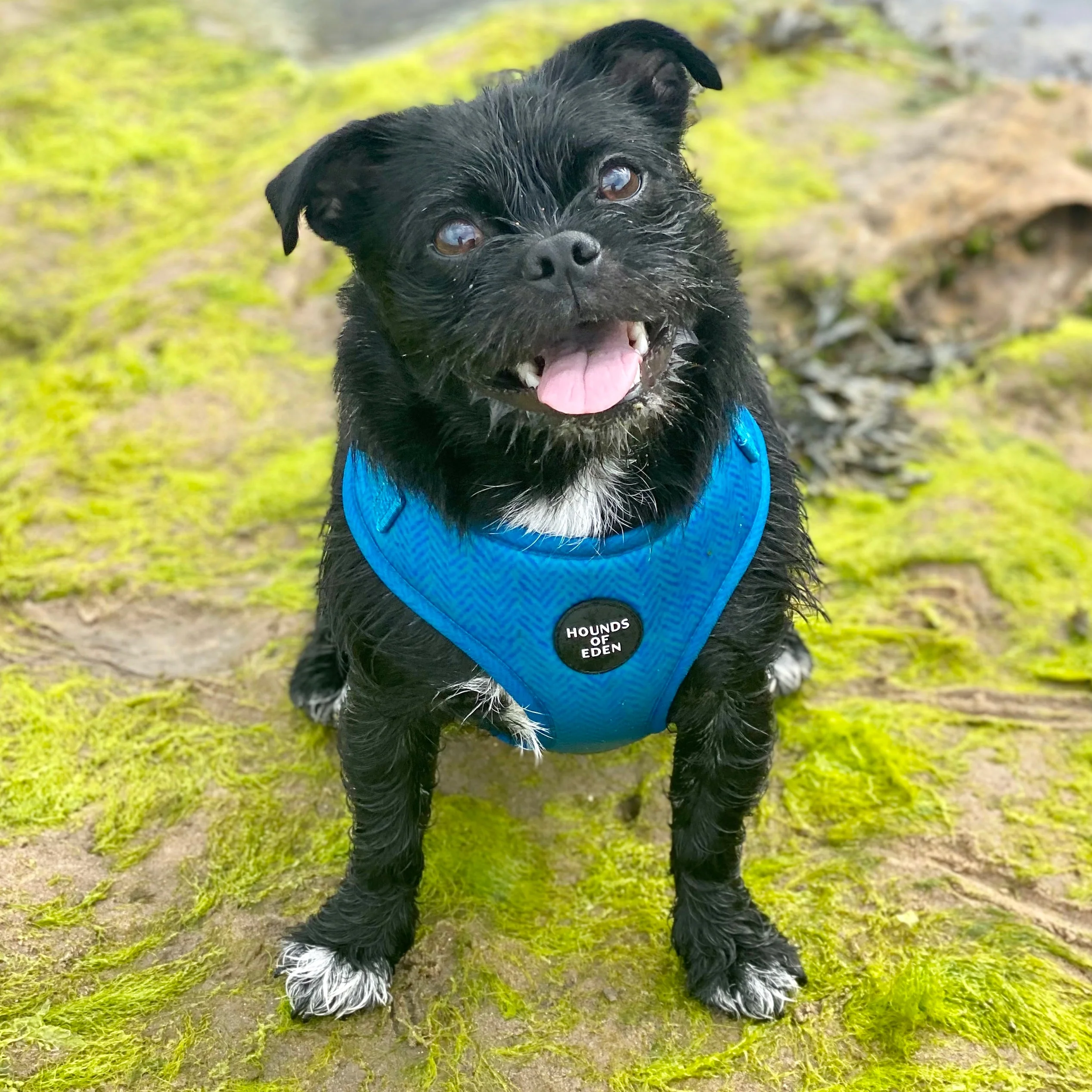 'Bruce' - Blue & Teal Herringbone Dog Harness - Image 6
