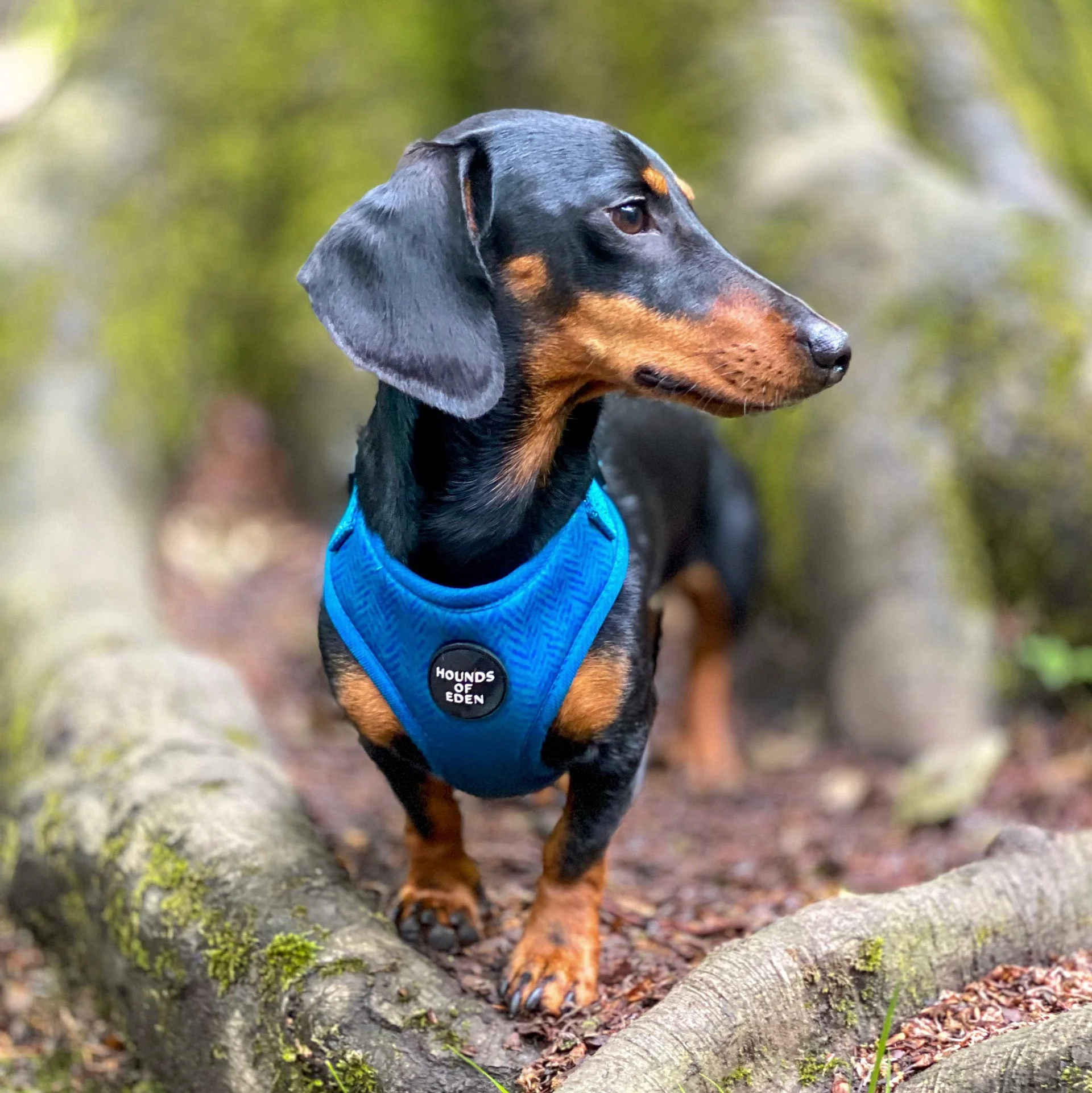 'Bruce' - Blue & Teal Herringbone Dog Harness - Image 7
