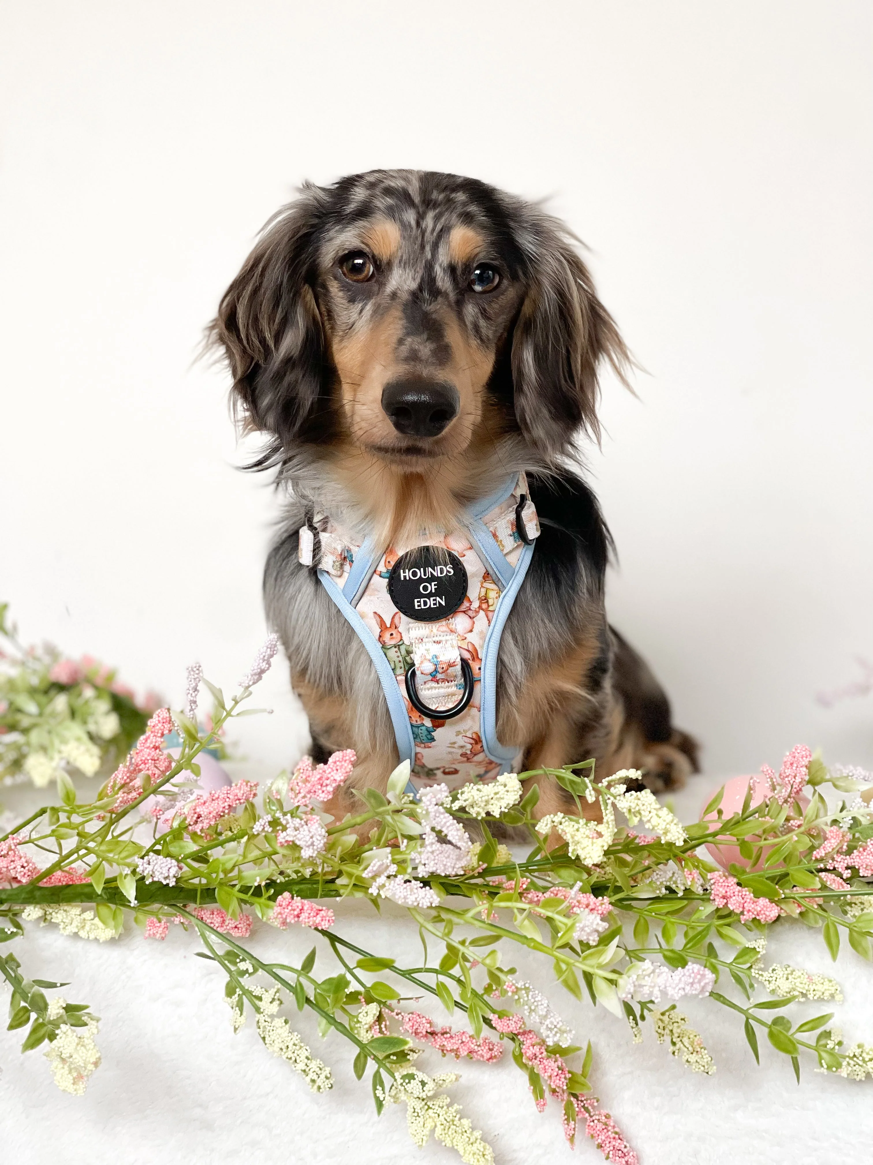 Bunny Tales - Blue, Dog Supaw Strong™ Lite Harness (XS-XL) - Image 7