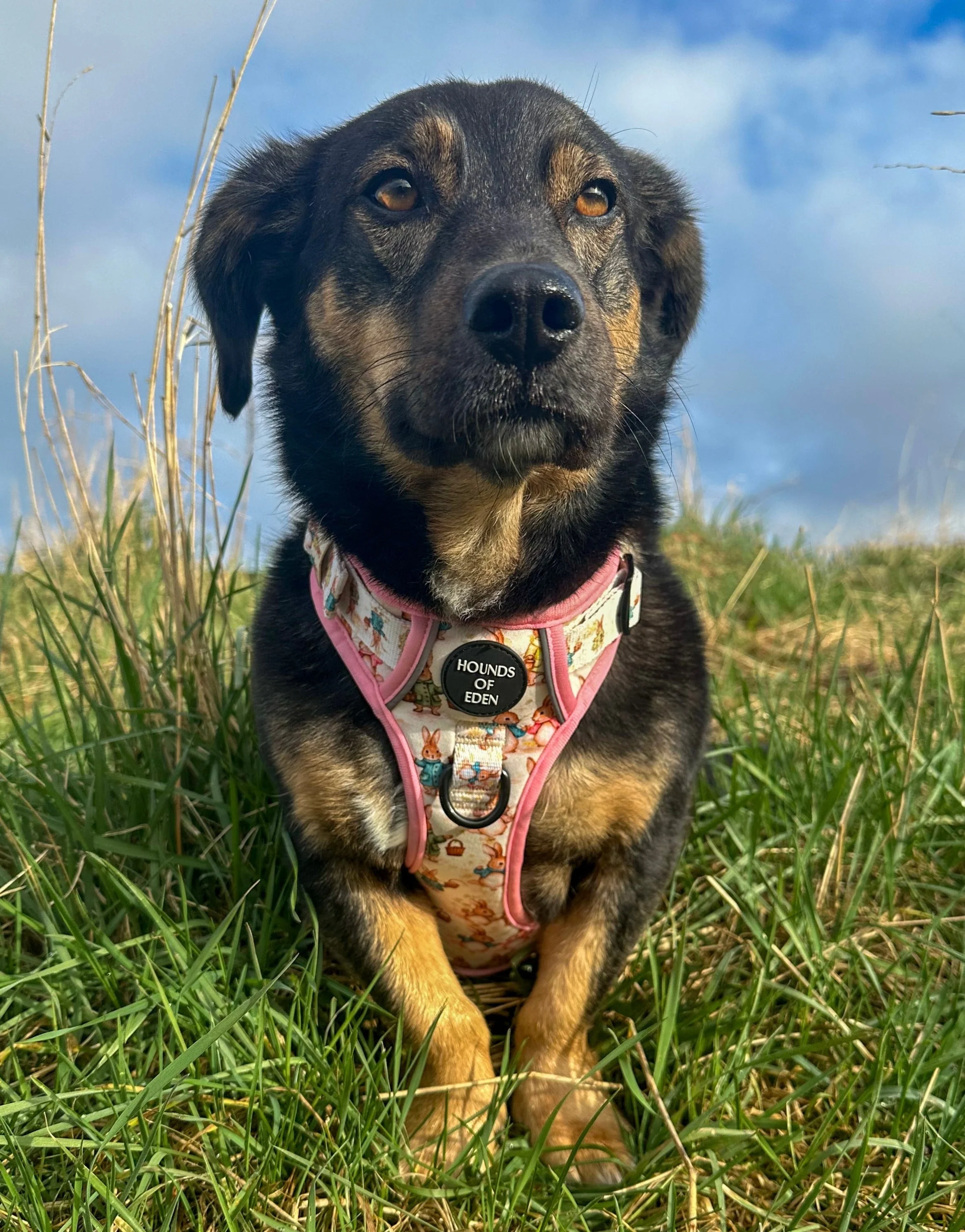 Bunny Tales - Pink, Dog Supaw Strong™ Lite Harness (XS-XL) - Image 9