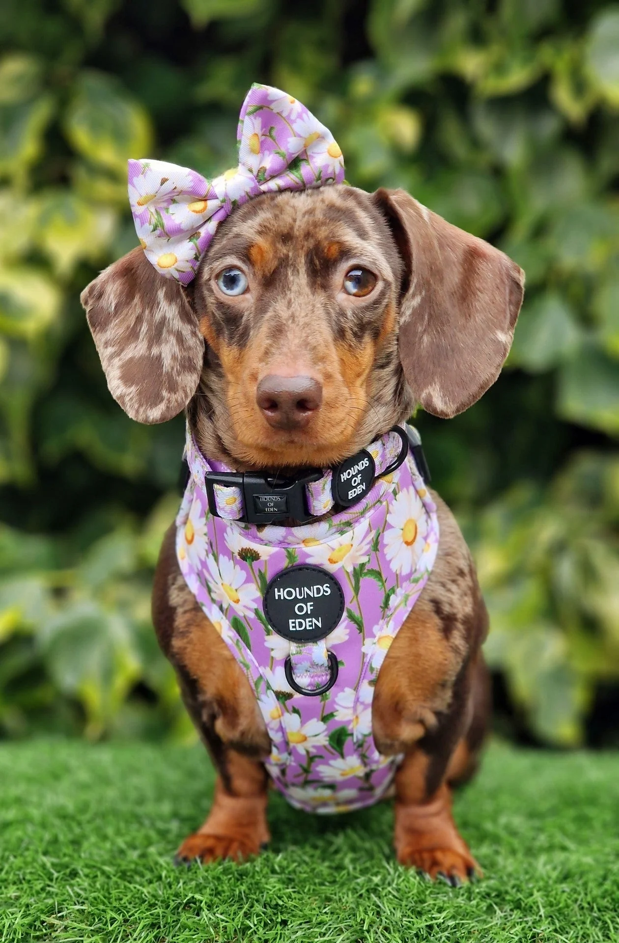 Daisy Dreams Design Dog Collar - Image 2