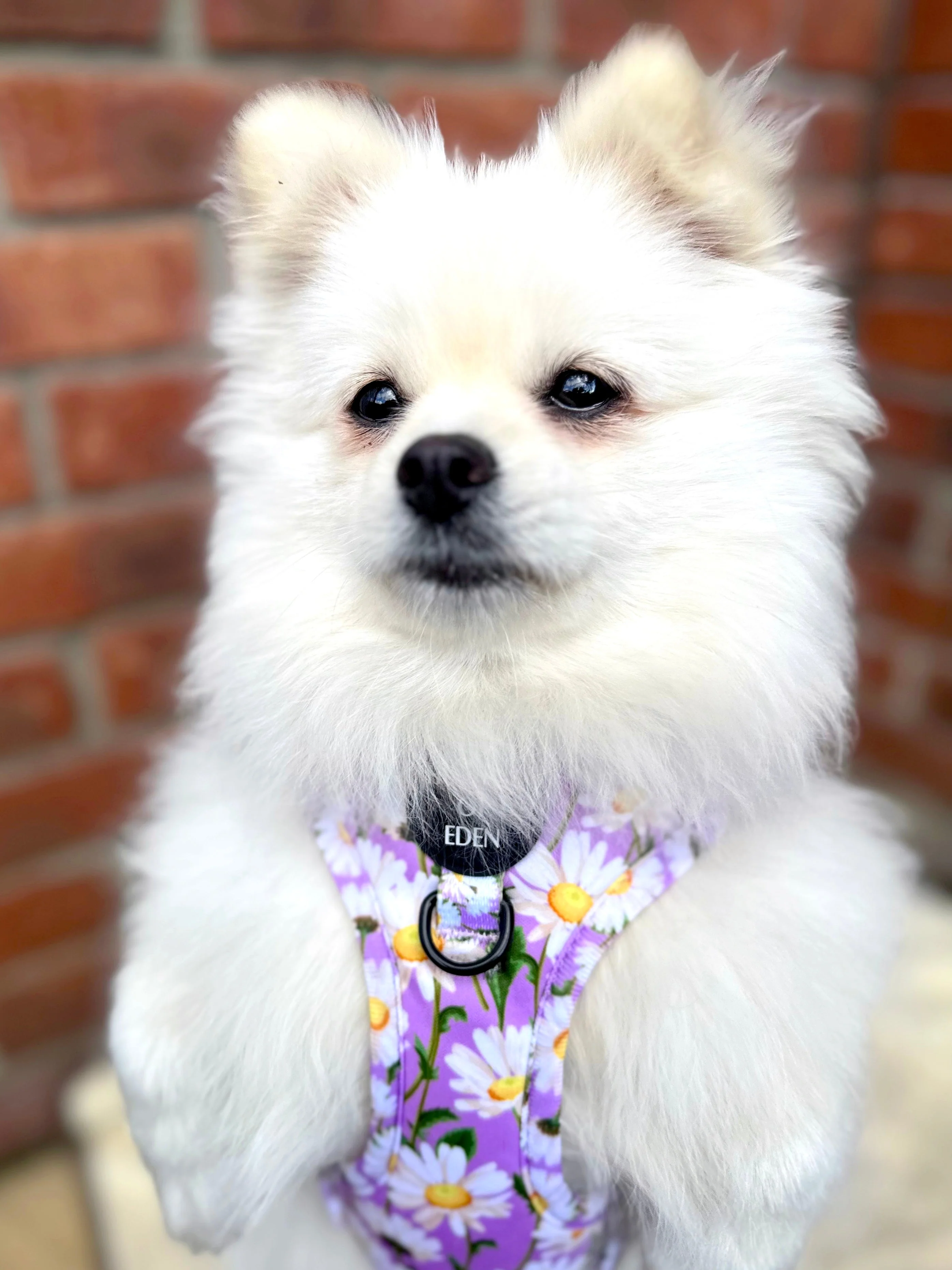 Daisy Dreams Design Dog Collar - Image 6