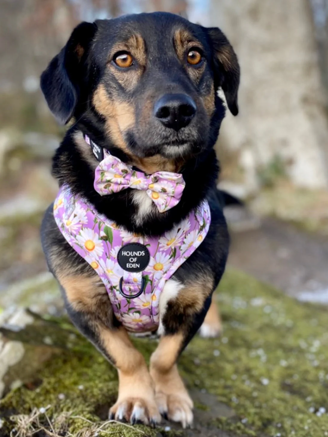 Daisy Dreams Design Dog Collar - Image 8
