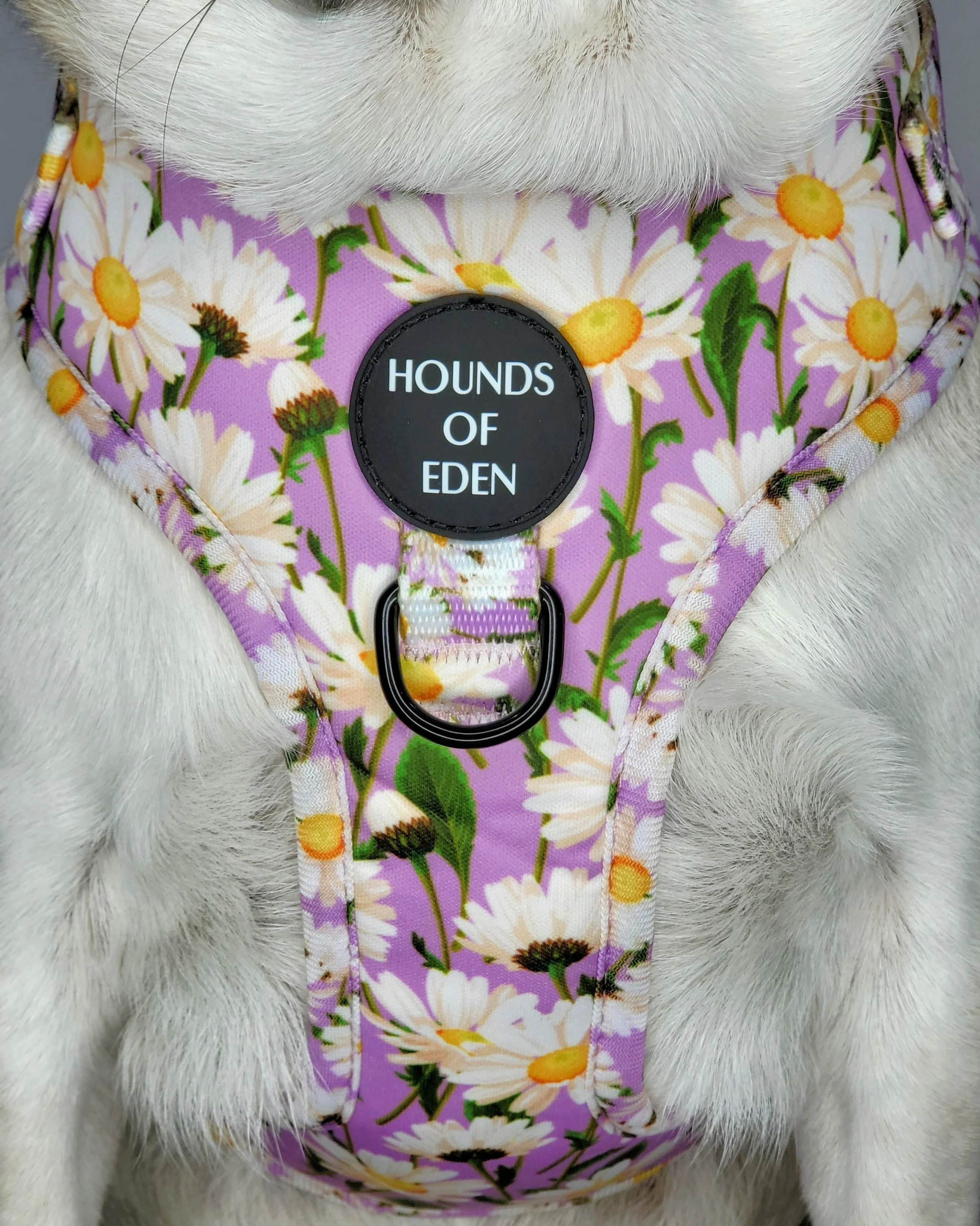 Daisy Dreams Design Dog Collar - Image 9