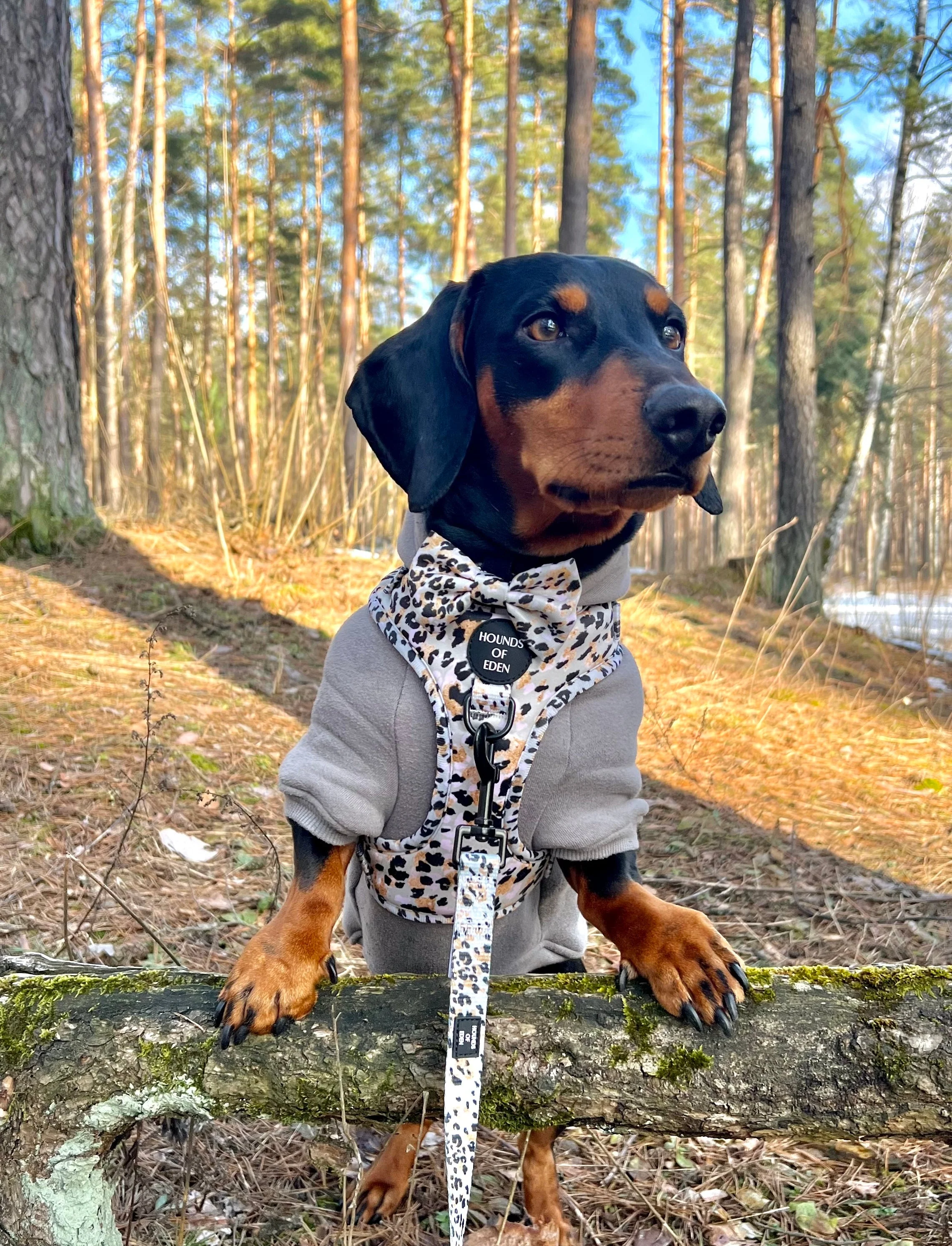 Dog Hoodie - Black - Image 11