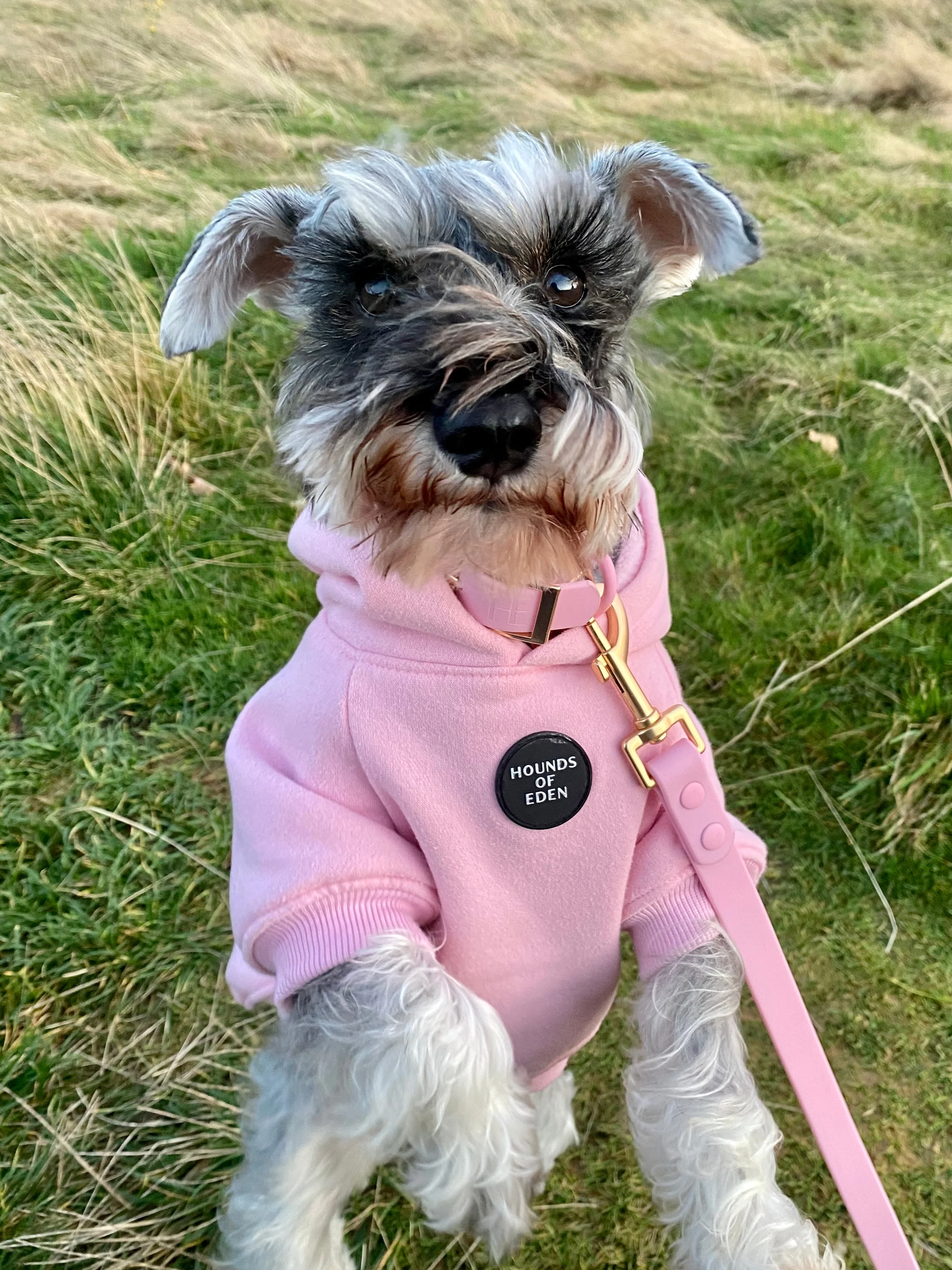 Dog Hoodie - Brown - Image 8