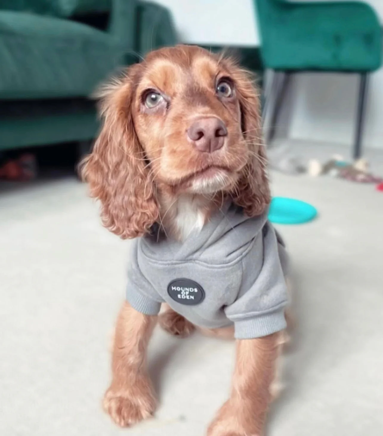 Dog Hoodie - Grey - Image 13