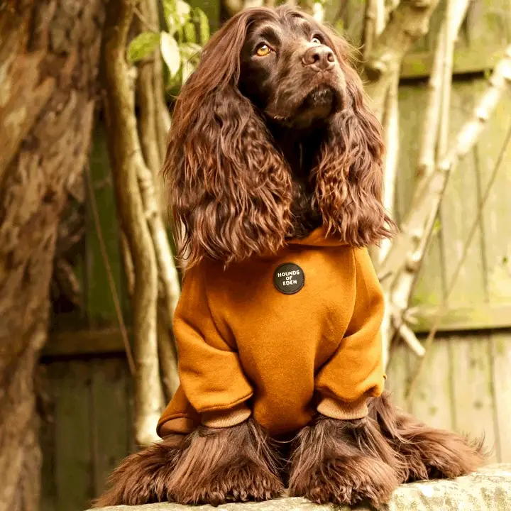 Dog Hoodie - Light Teal - Image 13