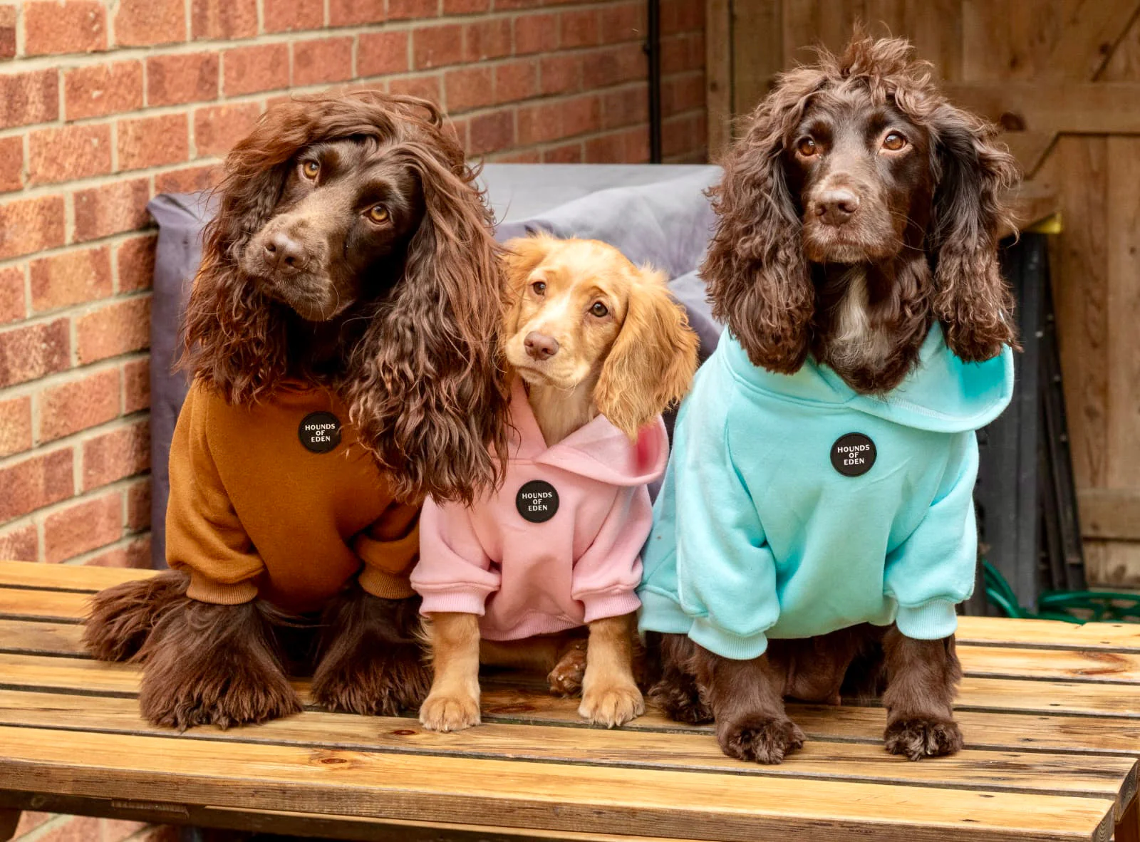 Dog Hoodie - Purple - Image 7