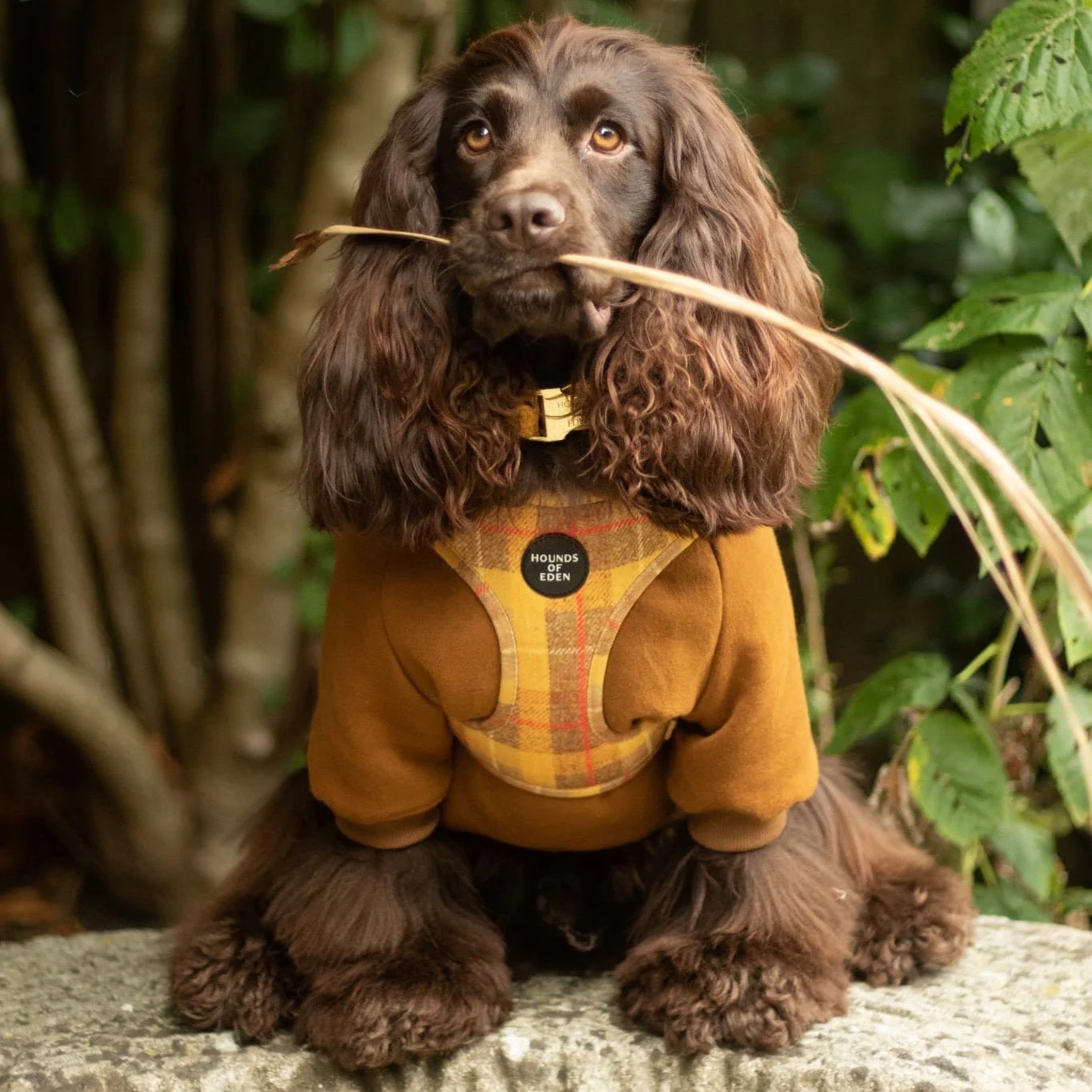 Dog Hoodie - Red - Image 18