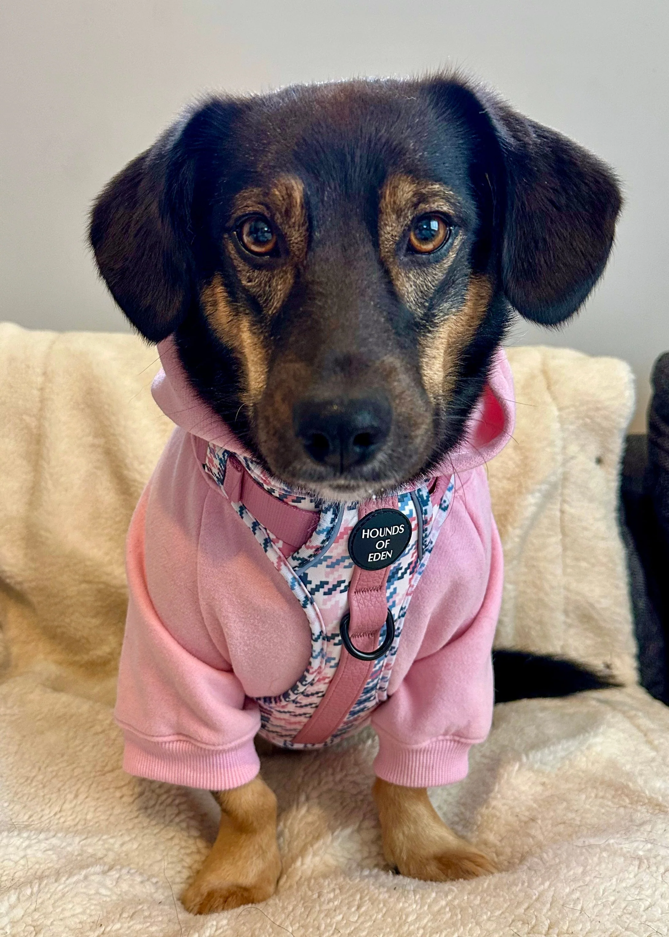 Dog Hoodie - Sky Blue - Image 13