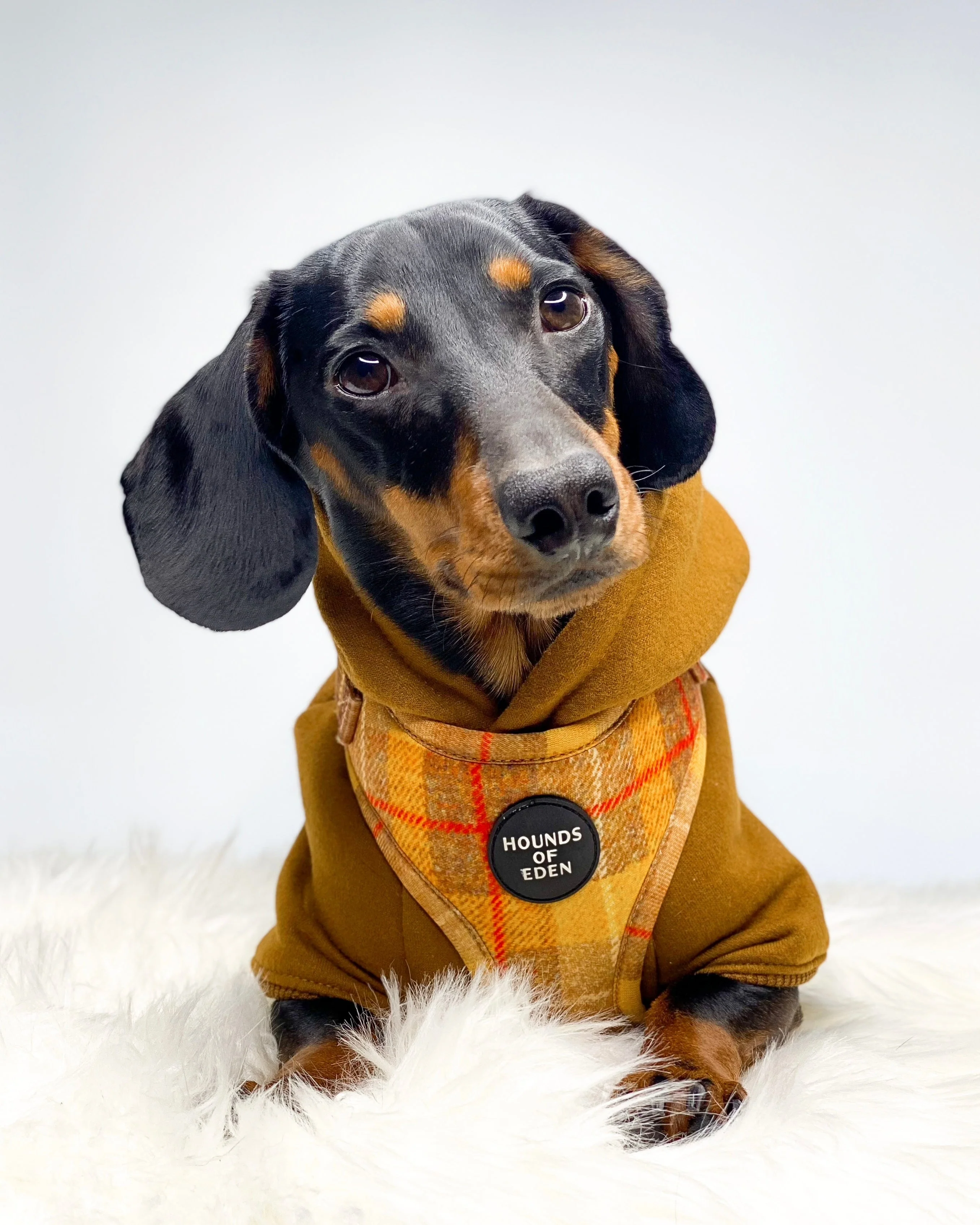 Dog Hoodie - Sky Blue - Image 15