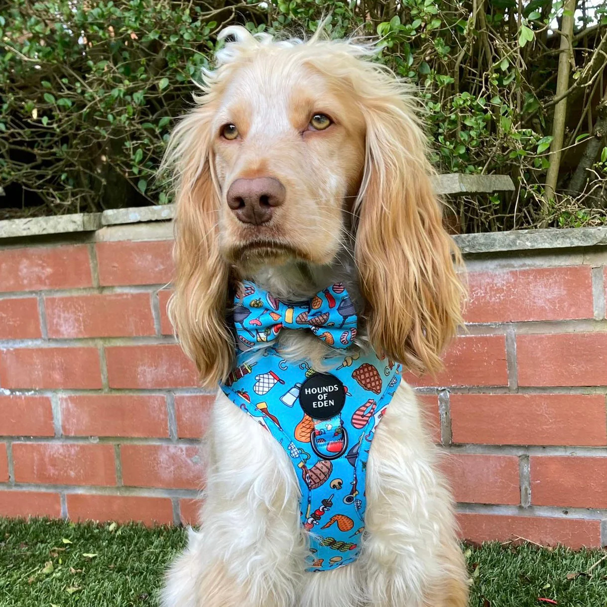 Grill 'n' Chill - Dog Harness - Image 3