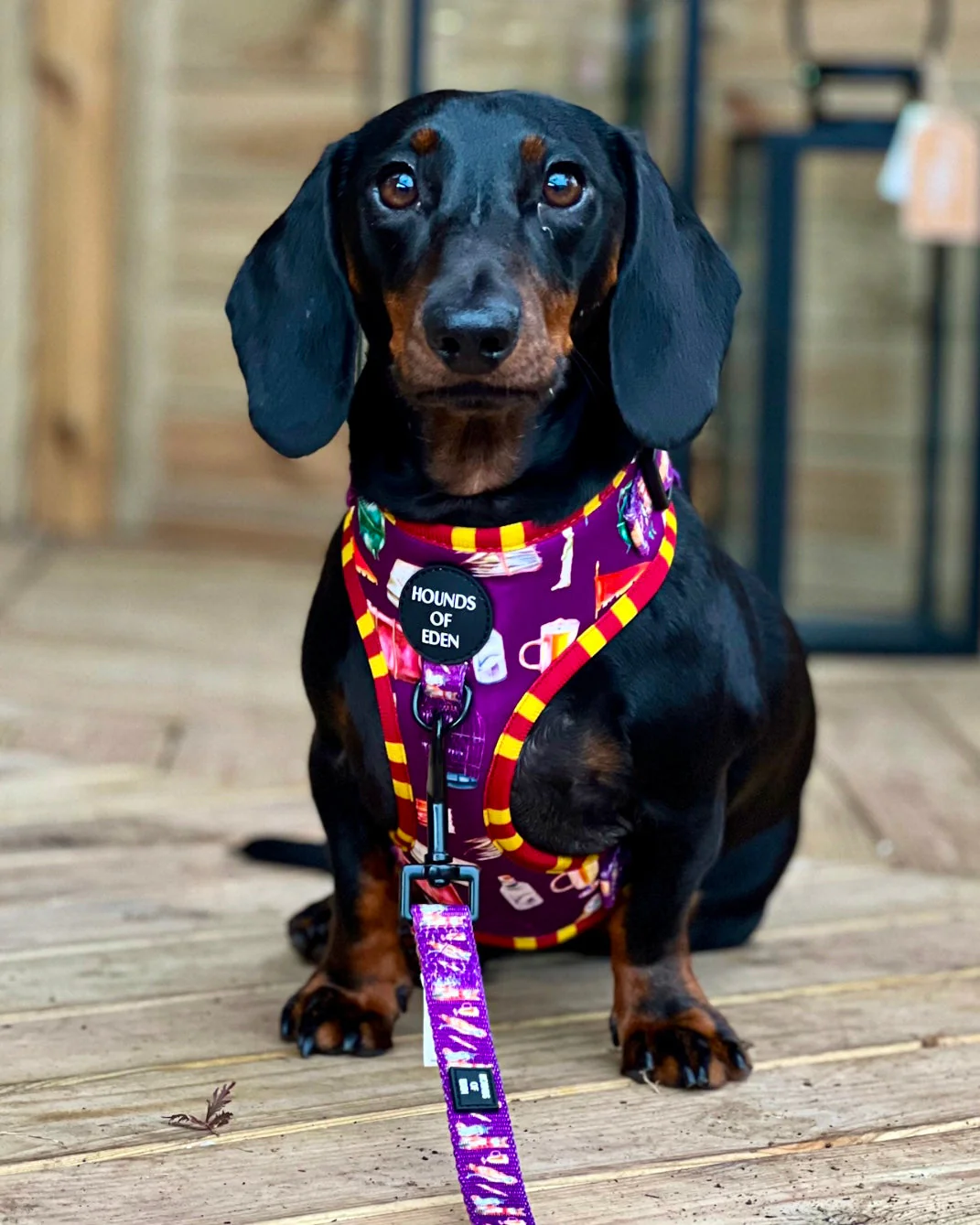 Harry Pawter Design Dog Harness - Image 4