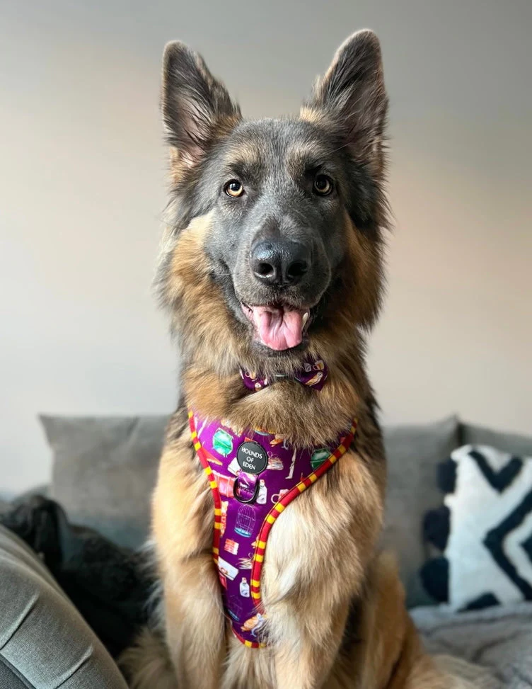 Harry Pawter Design Dog Harness - Image 5