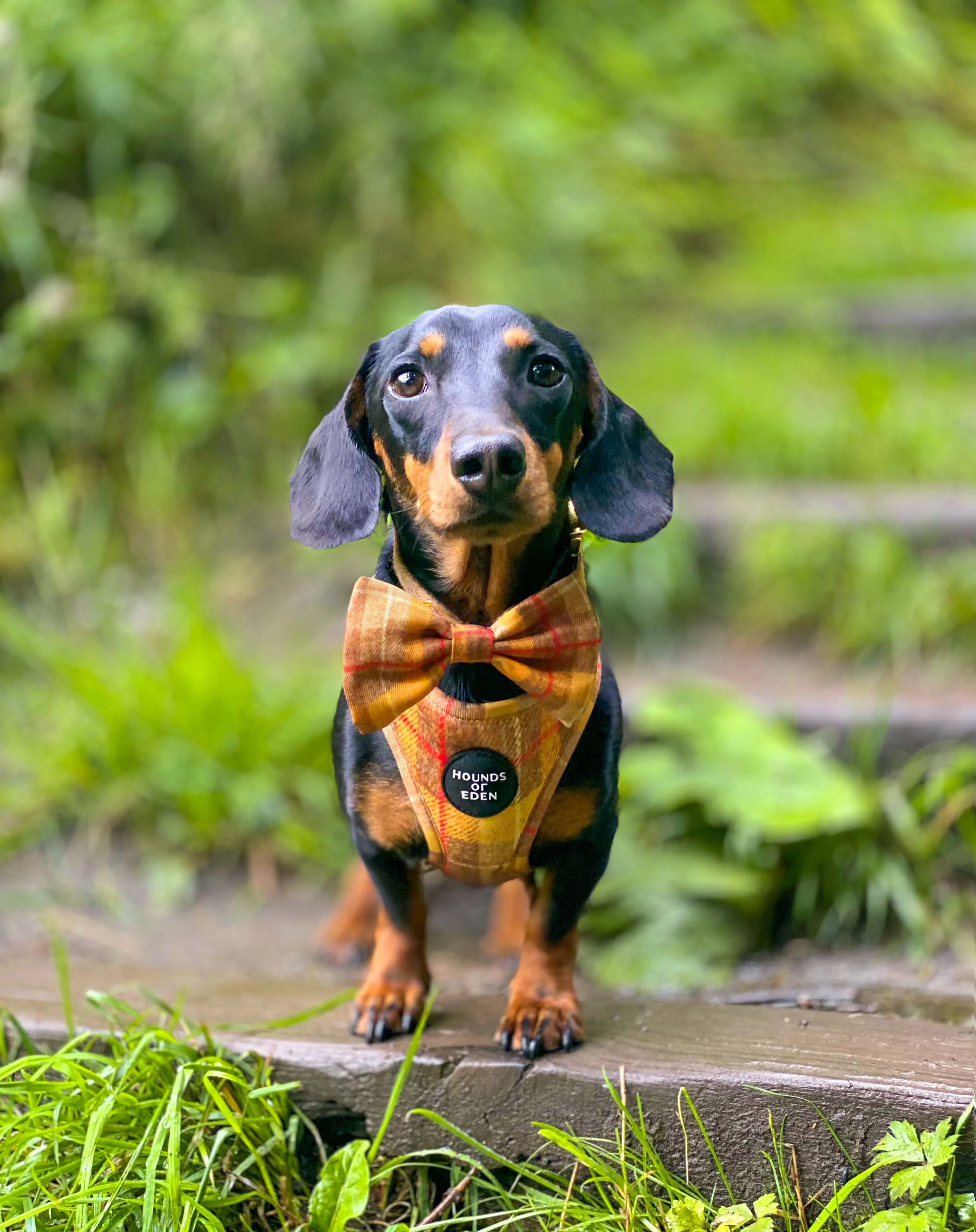 'Honey' - Yellow Check Dog Harness - Image 10
