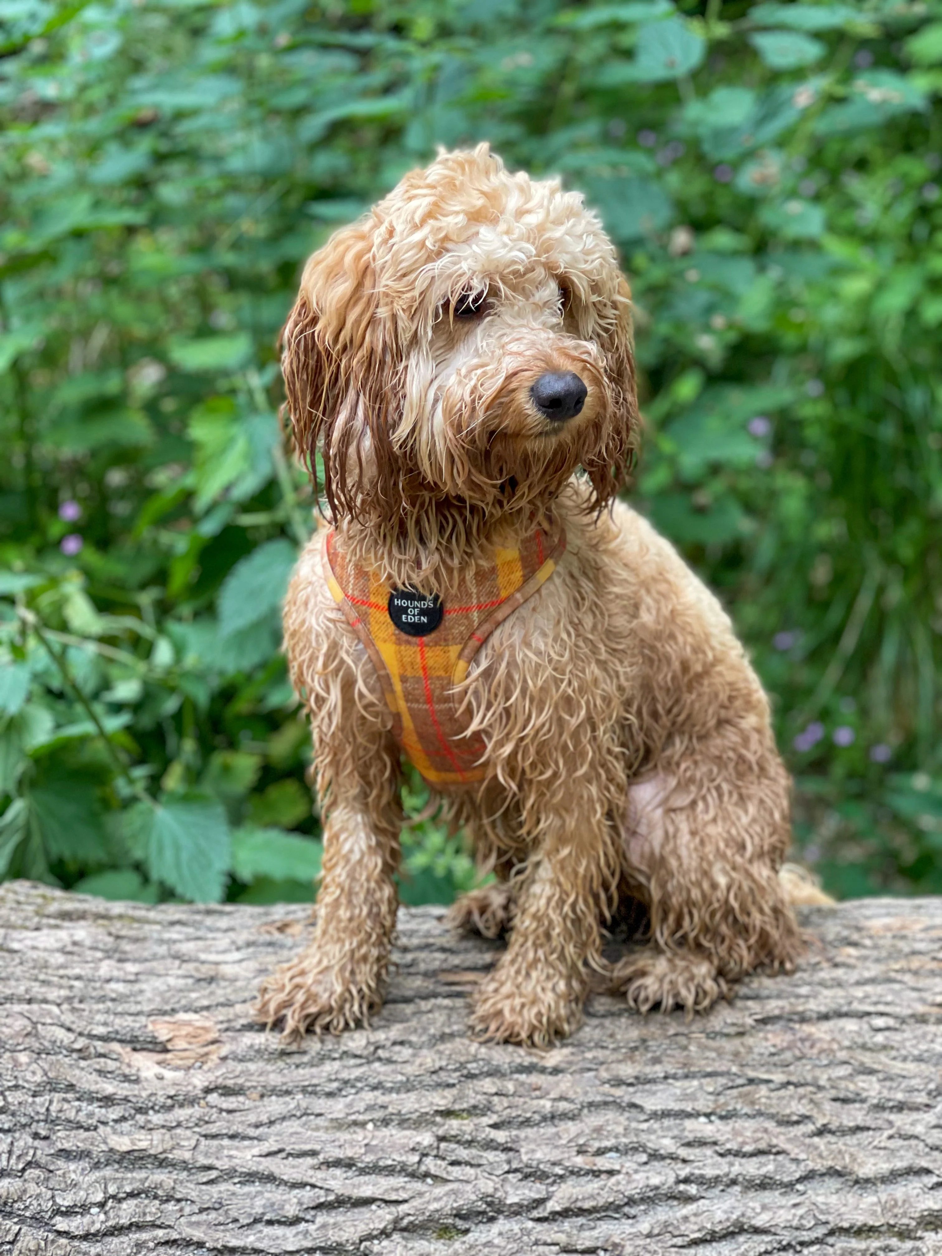 'Honey' - Yellow Check Dog Harness - Image 4