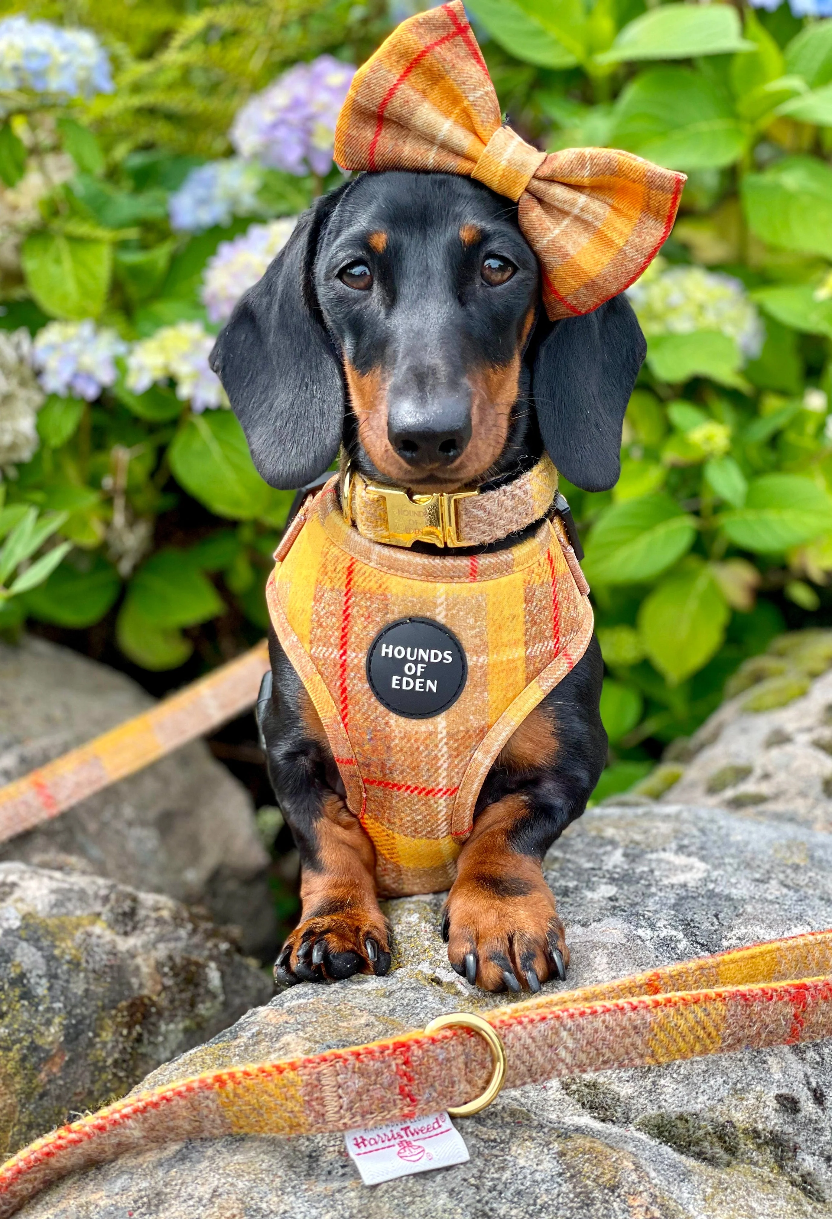 'Honey' - Yellow Check Dog Harness - Image 5